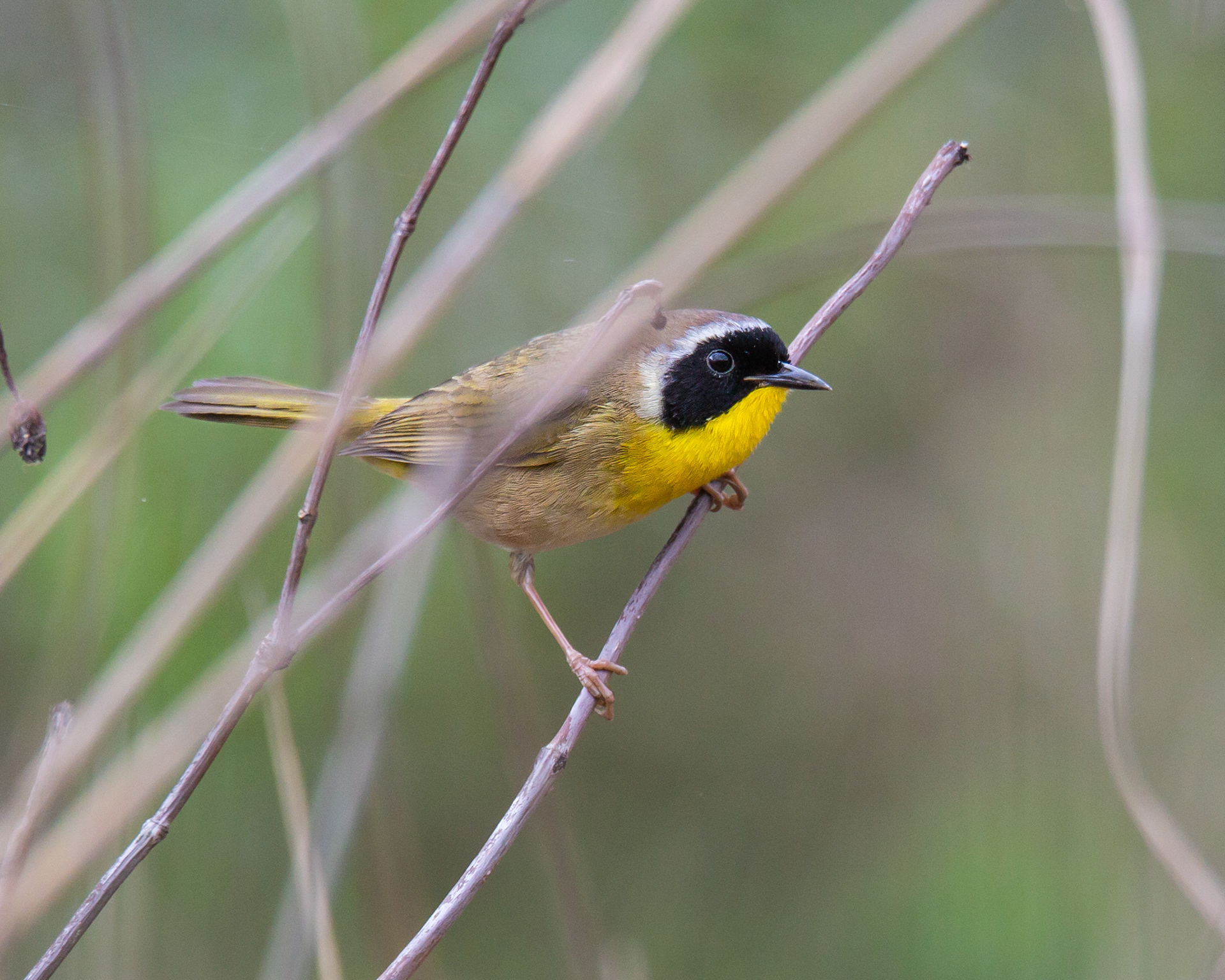 Common Yellow Throat