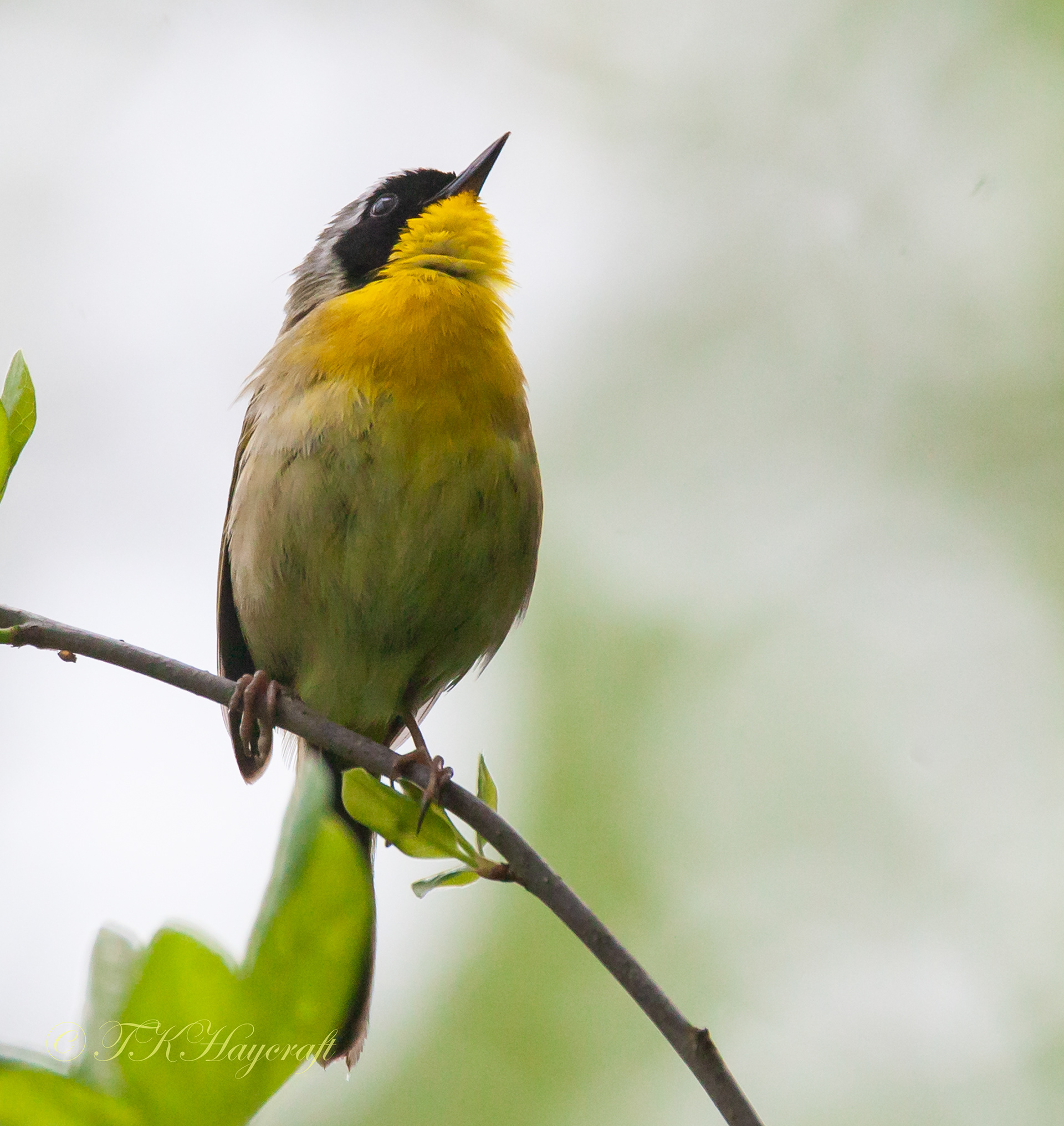 Common Yellow Throat
