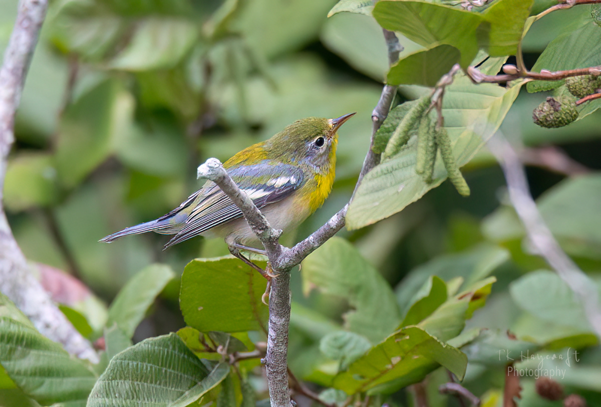 Cape May Warbler