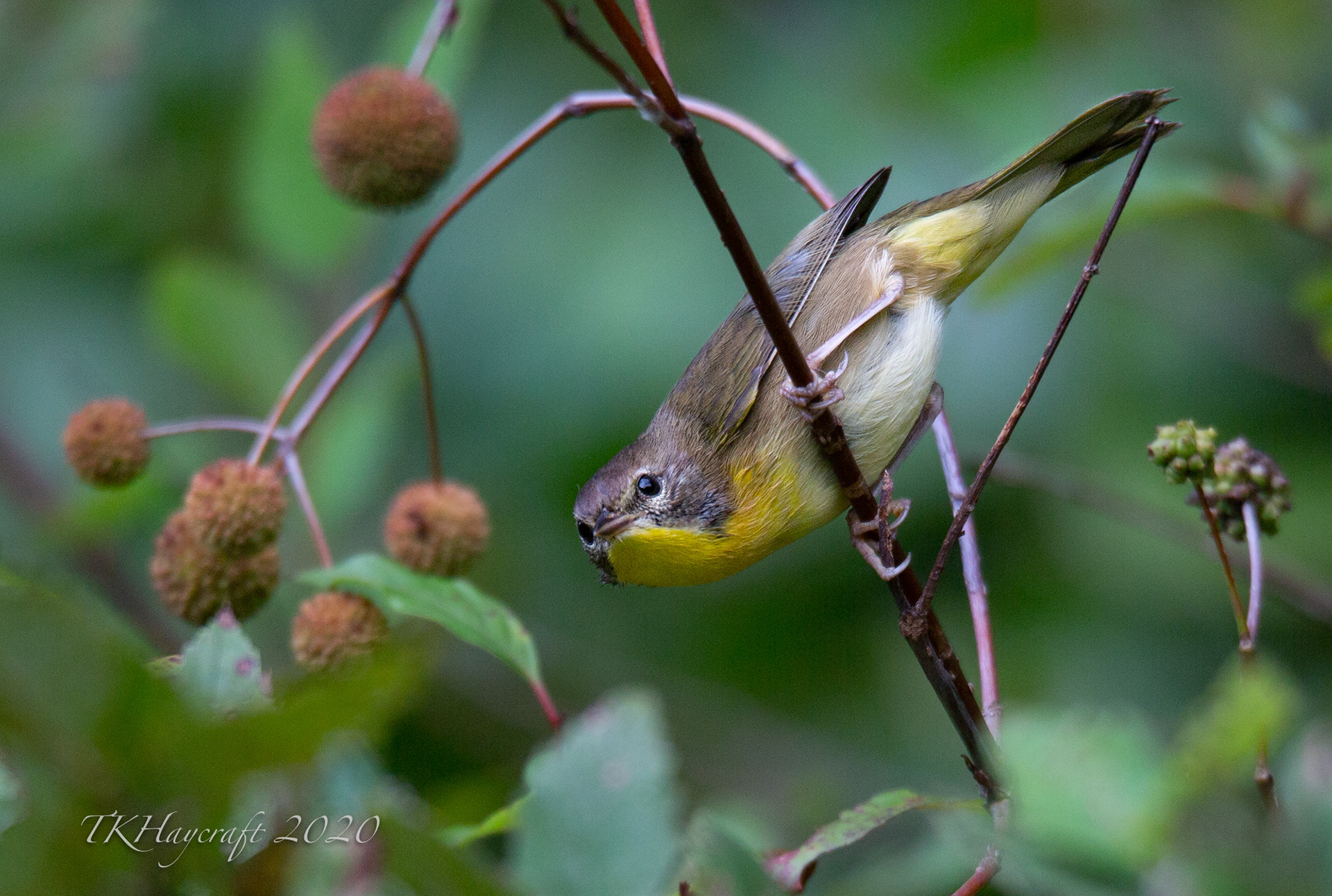 Juvenile Common Yellow Throat