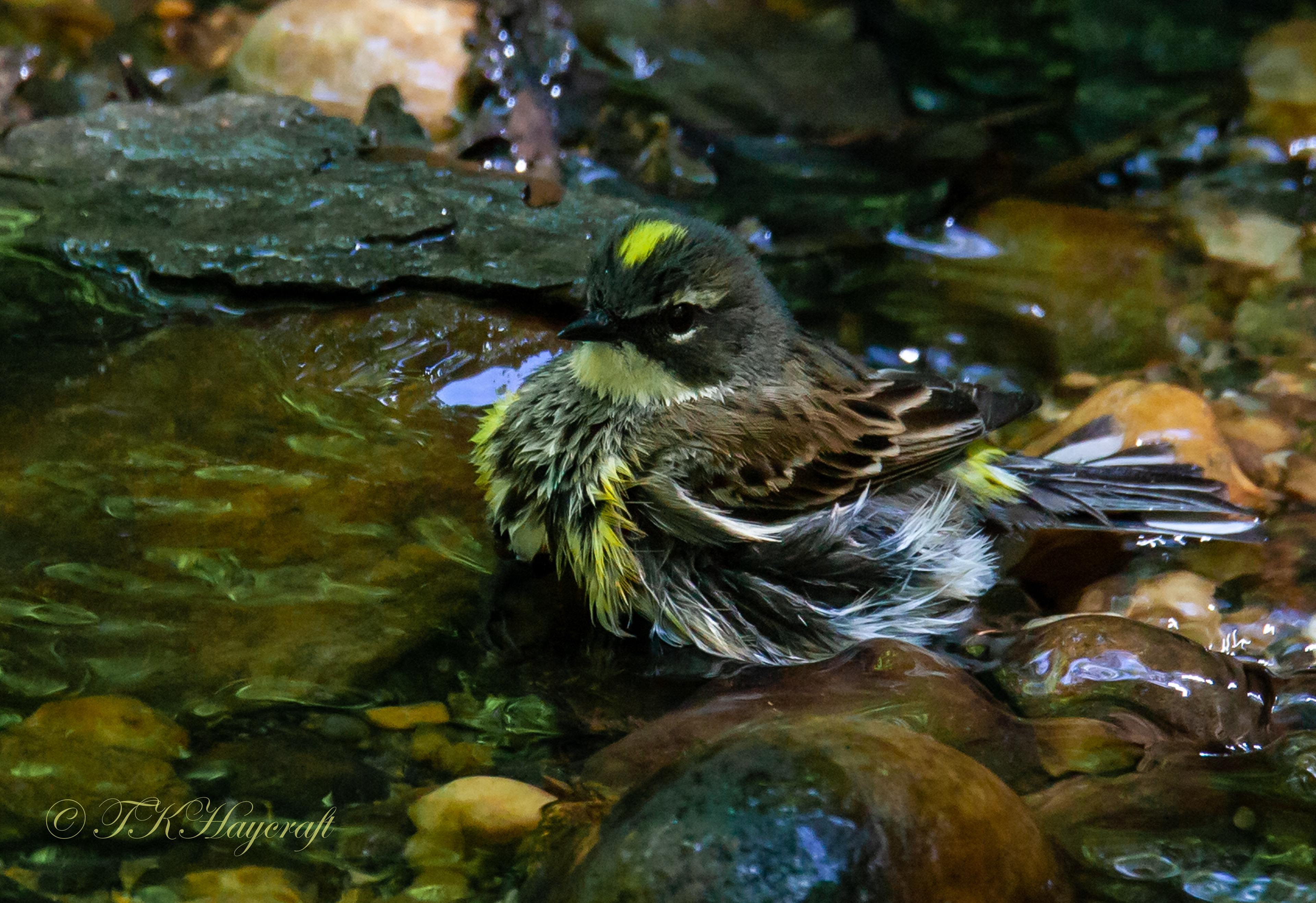 Yellow Rumped Warbler