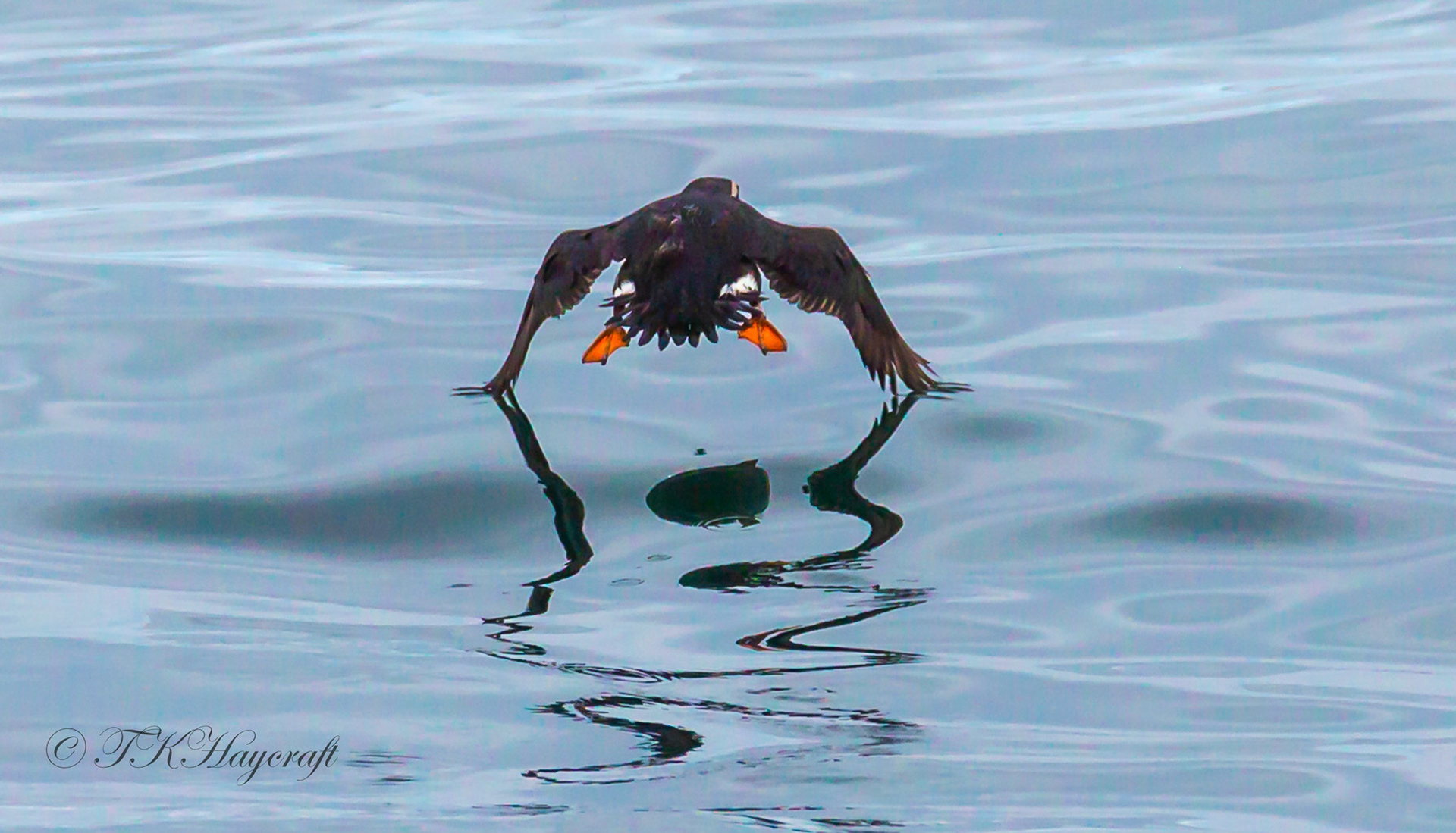 Atlantic puffin