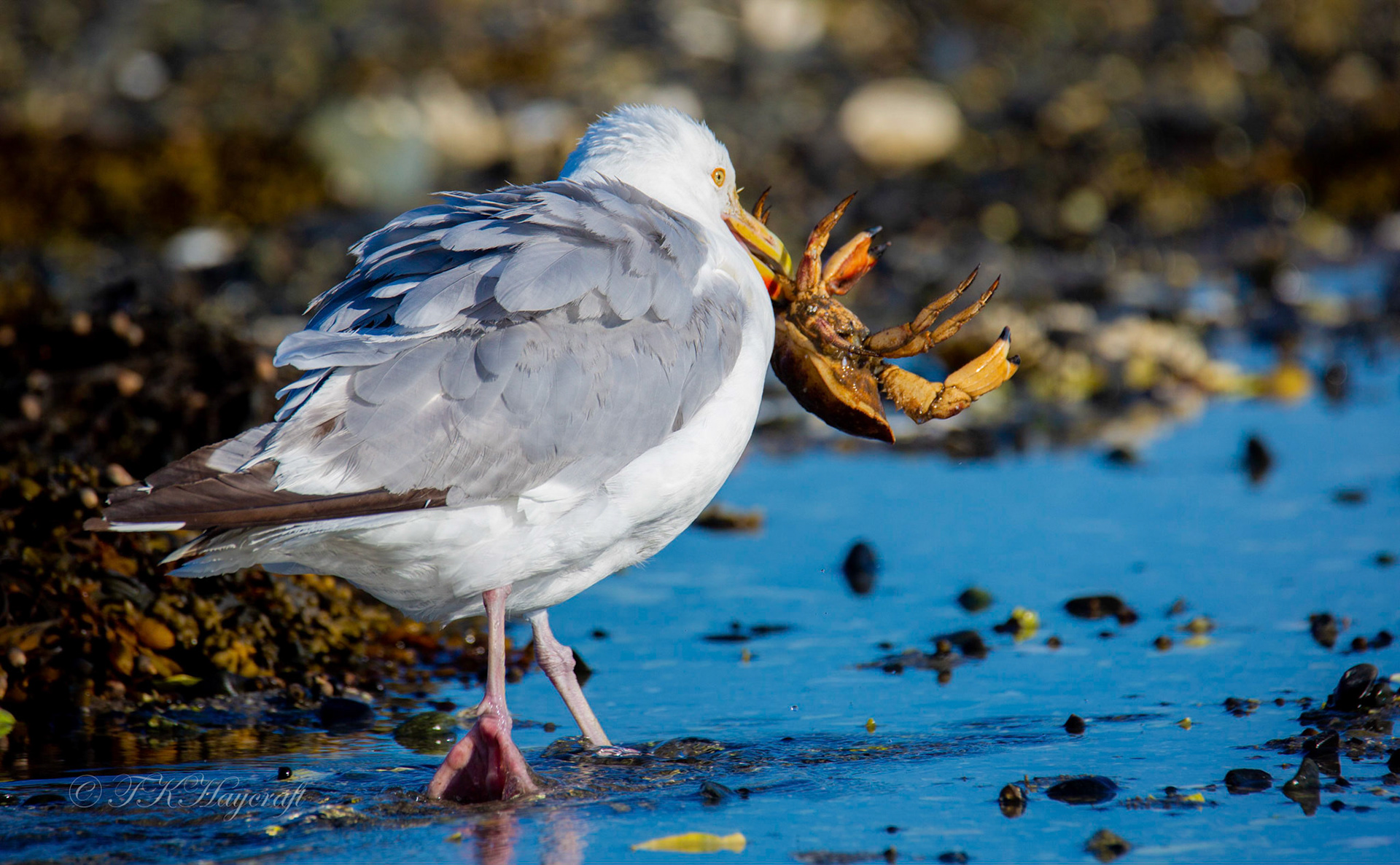 Seagull and the Crab