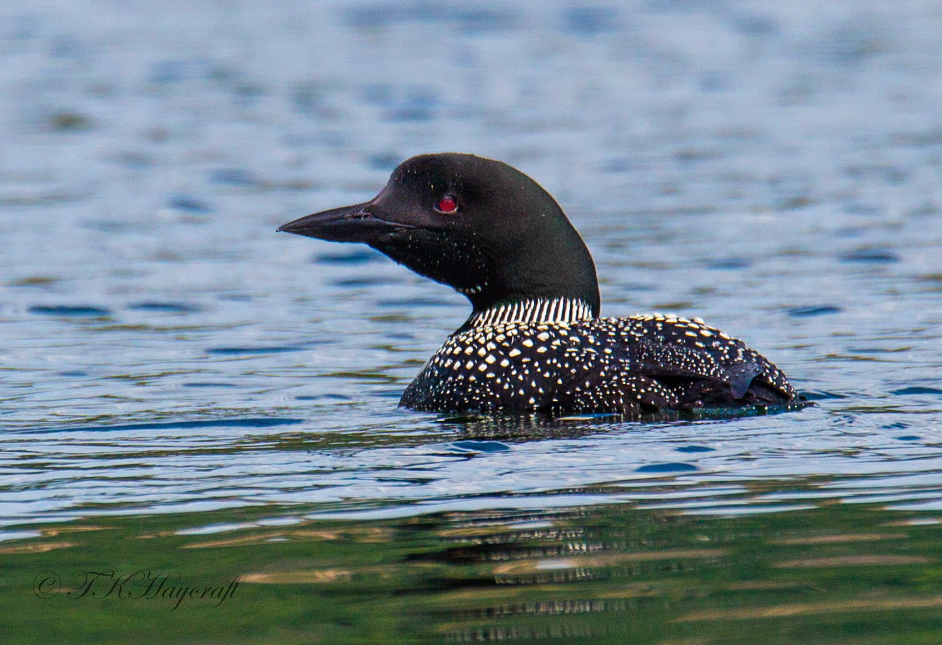 Common Loon