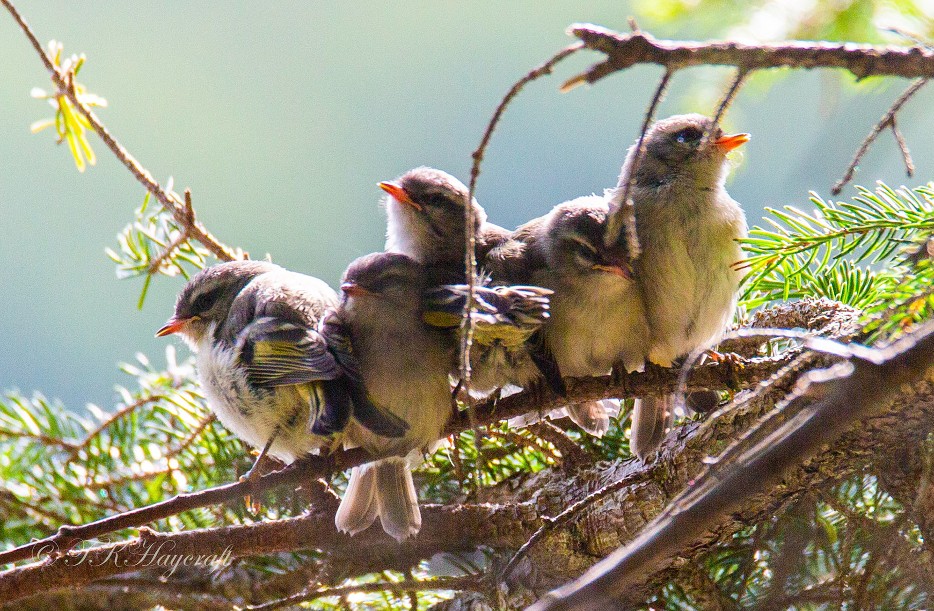 Five Kinglet Chicks