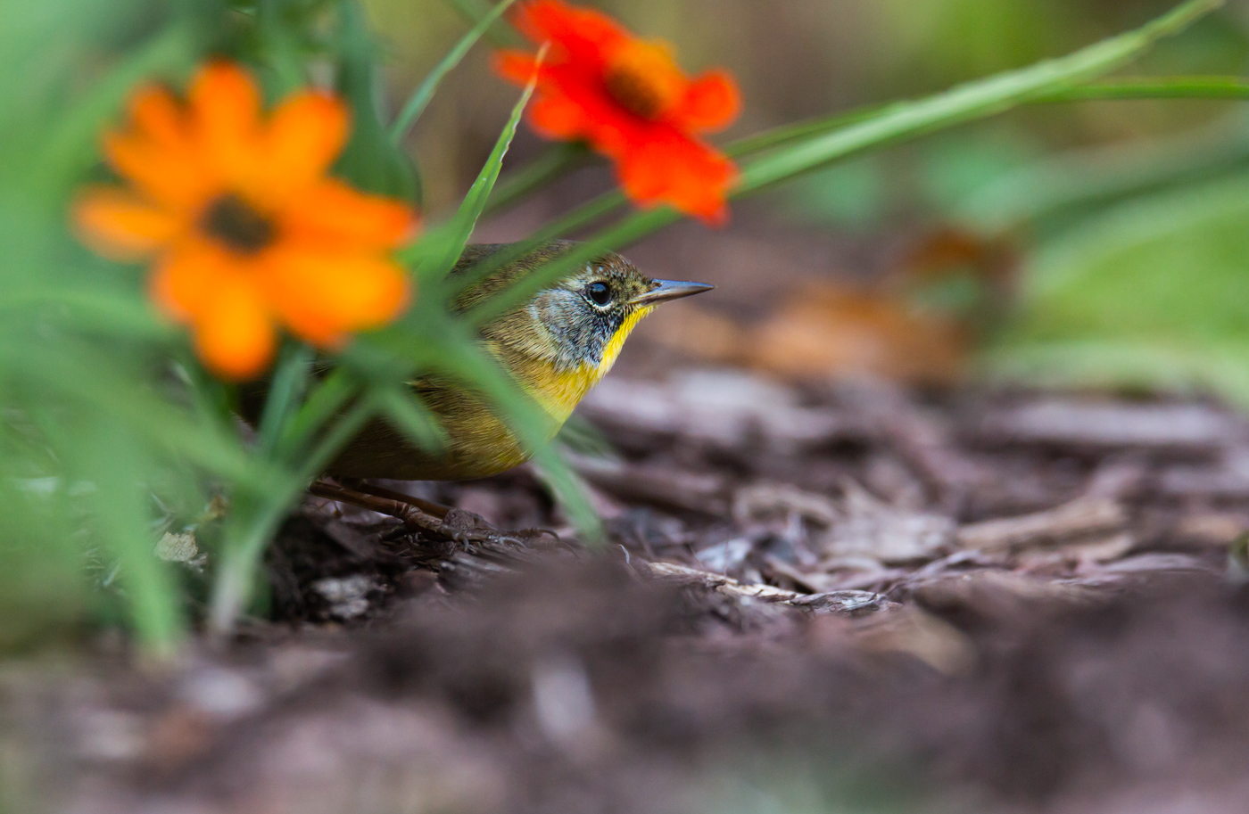 Juvenile Common Yellow Throat