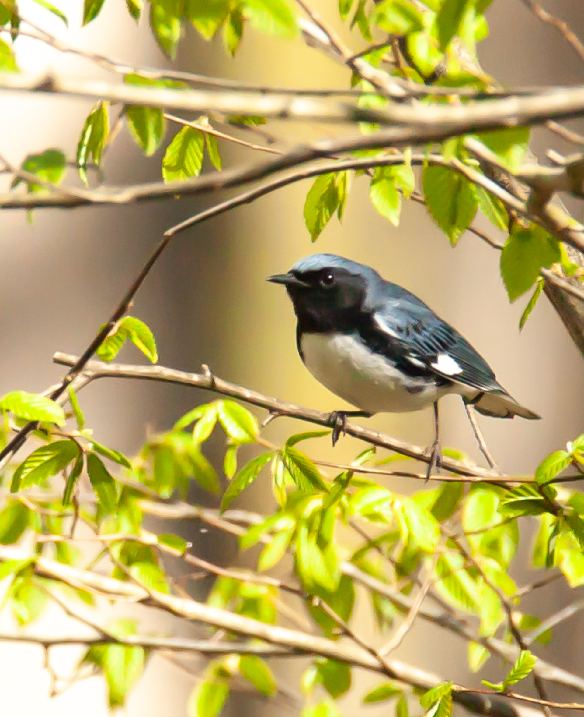 Black Throated Blue Warbler