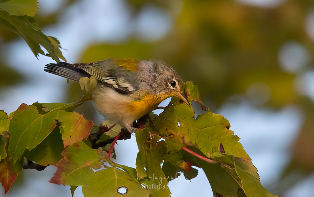 Northern Parula