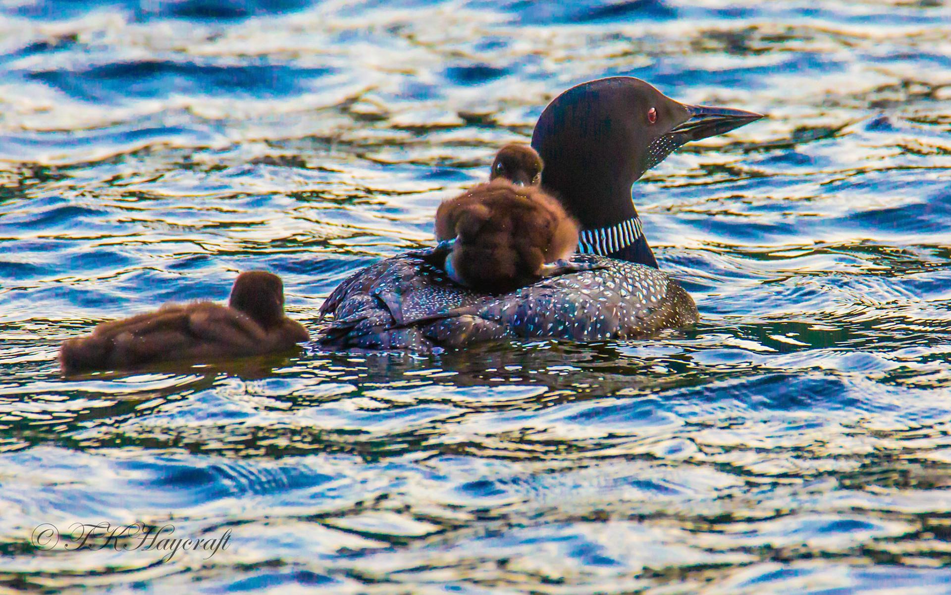 Common Loon