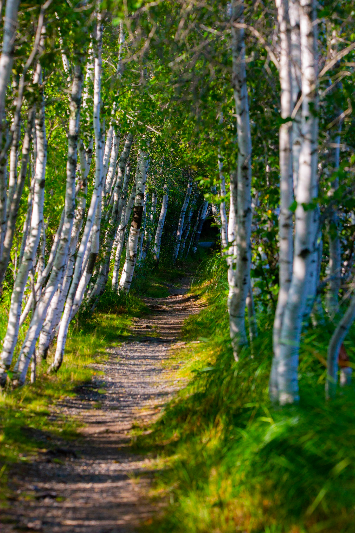 Birch Trees
