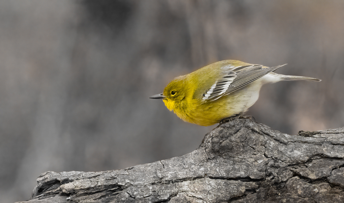 Pine Warblers