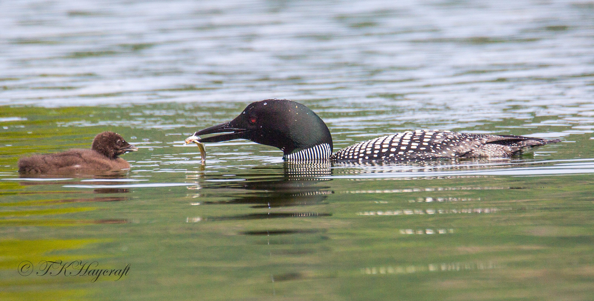Common Loon
