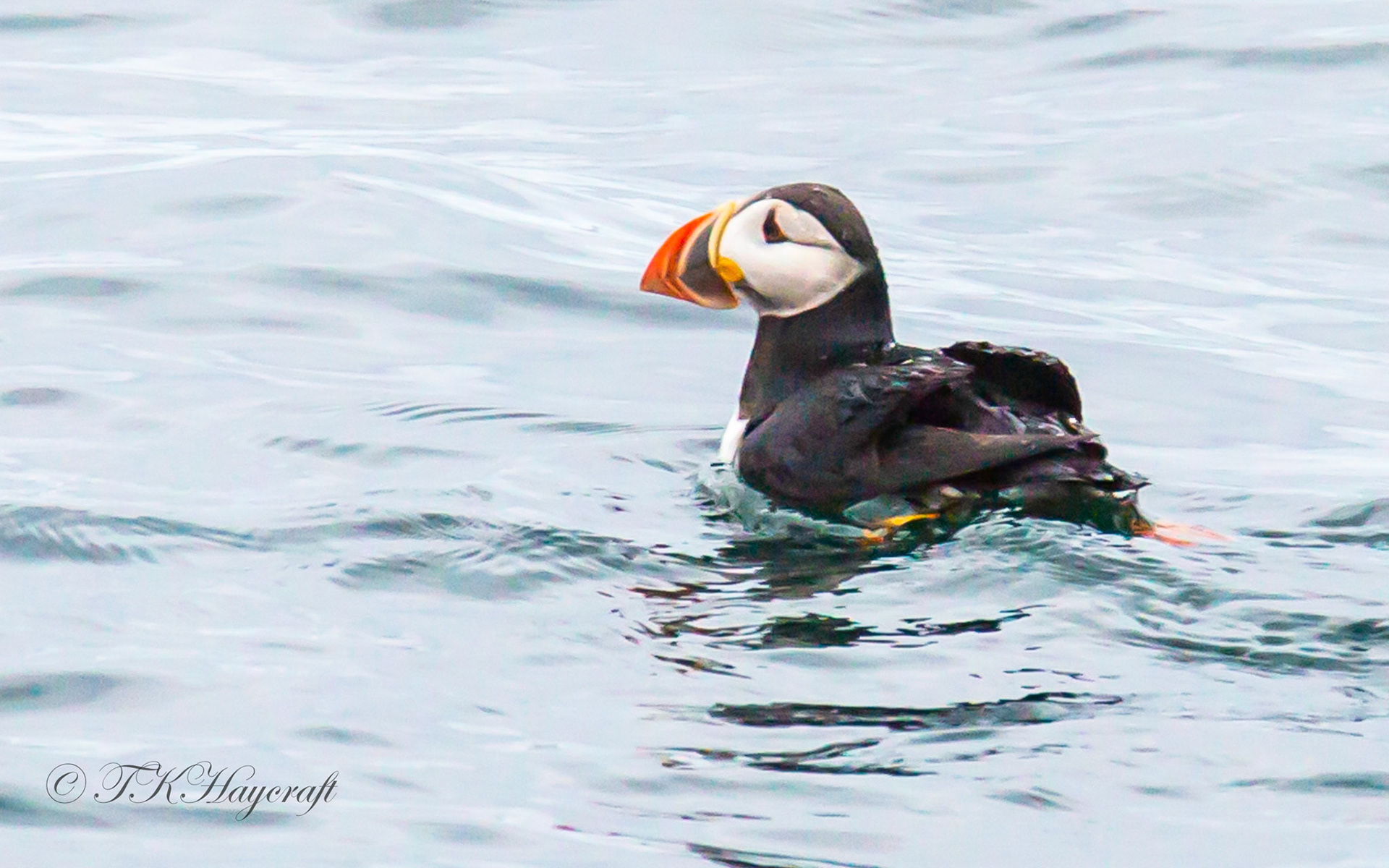 Atlantic puffin