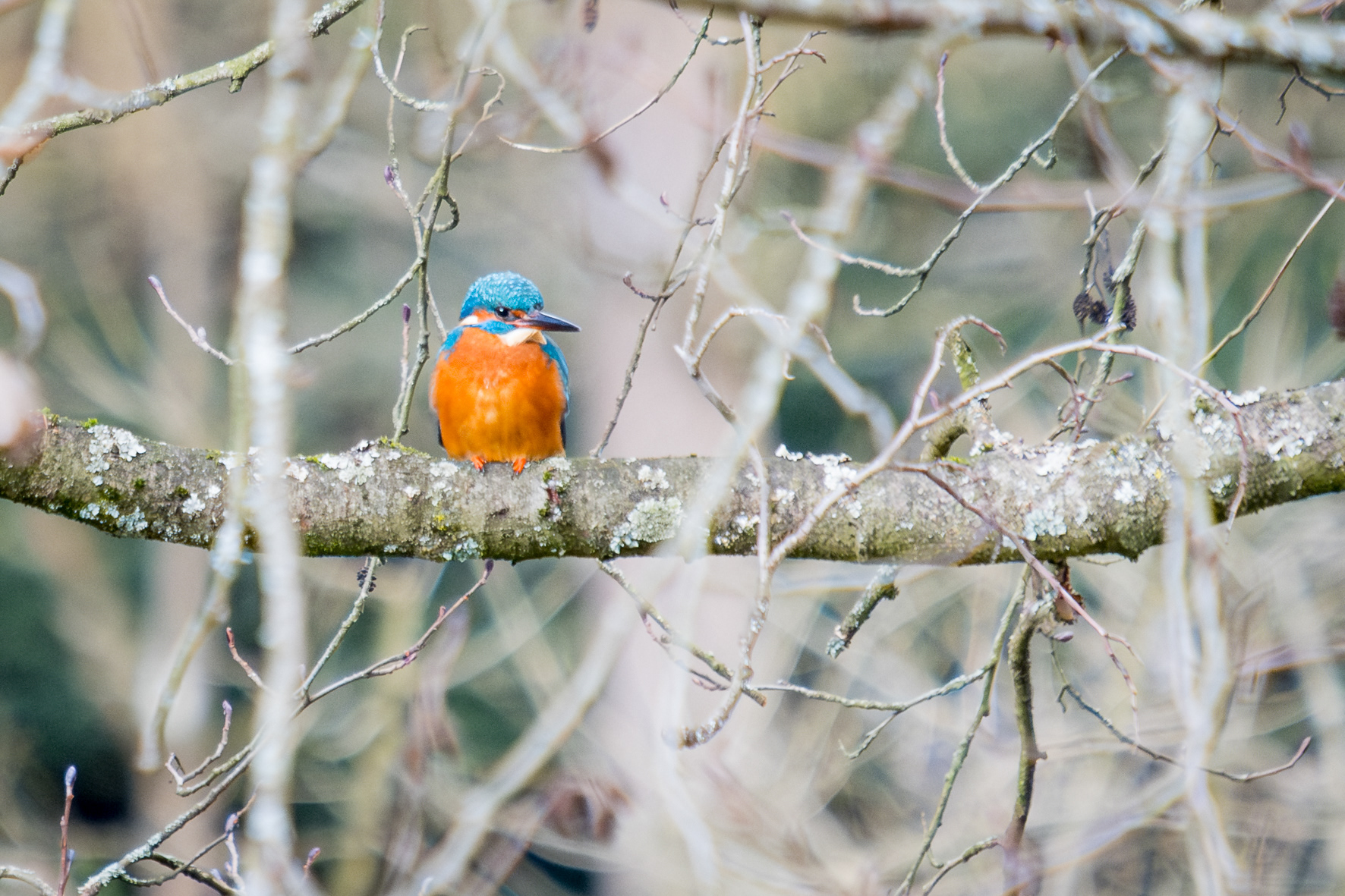 Eisvogel (Hohenheim, BW)