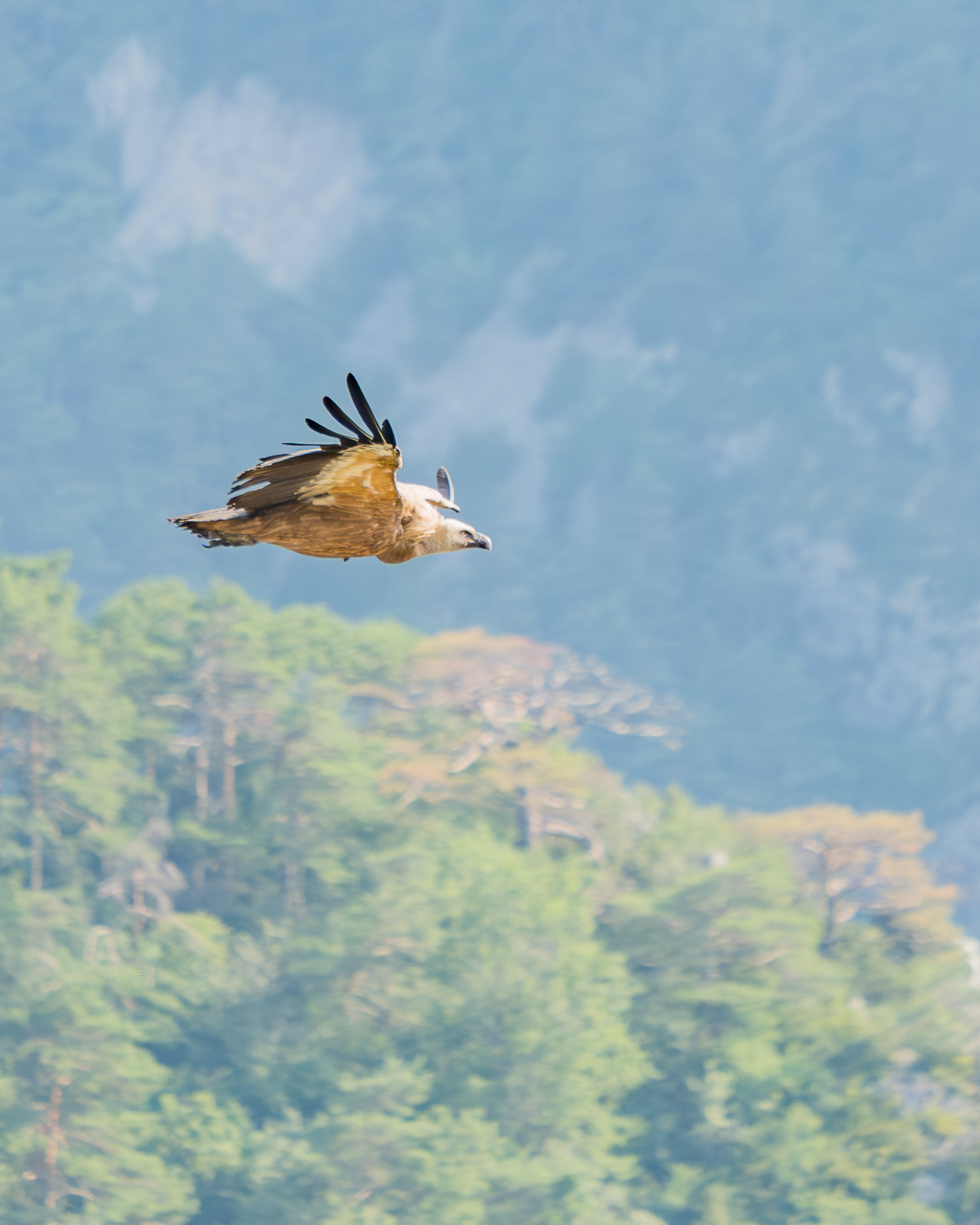 Gänsegeier (Rougon, F)