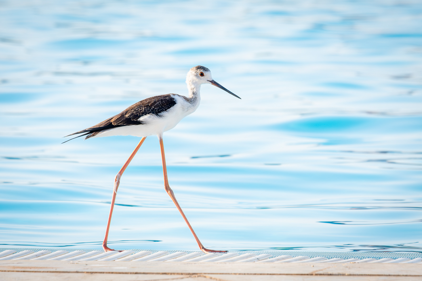 Stelzenläufer (Marsa Alam, Egypt)