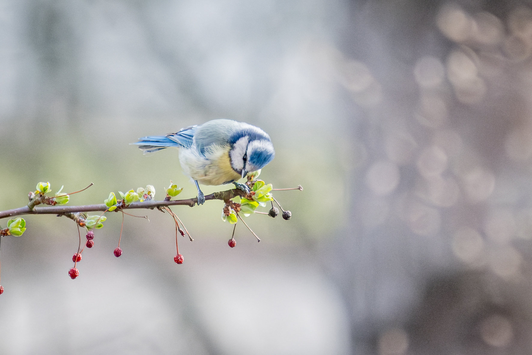 Blaumeise (Refrath, NRW)
