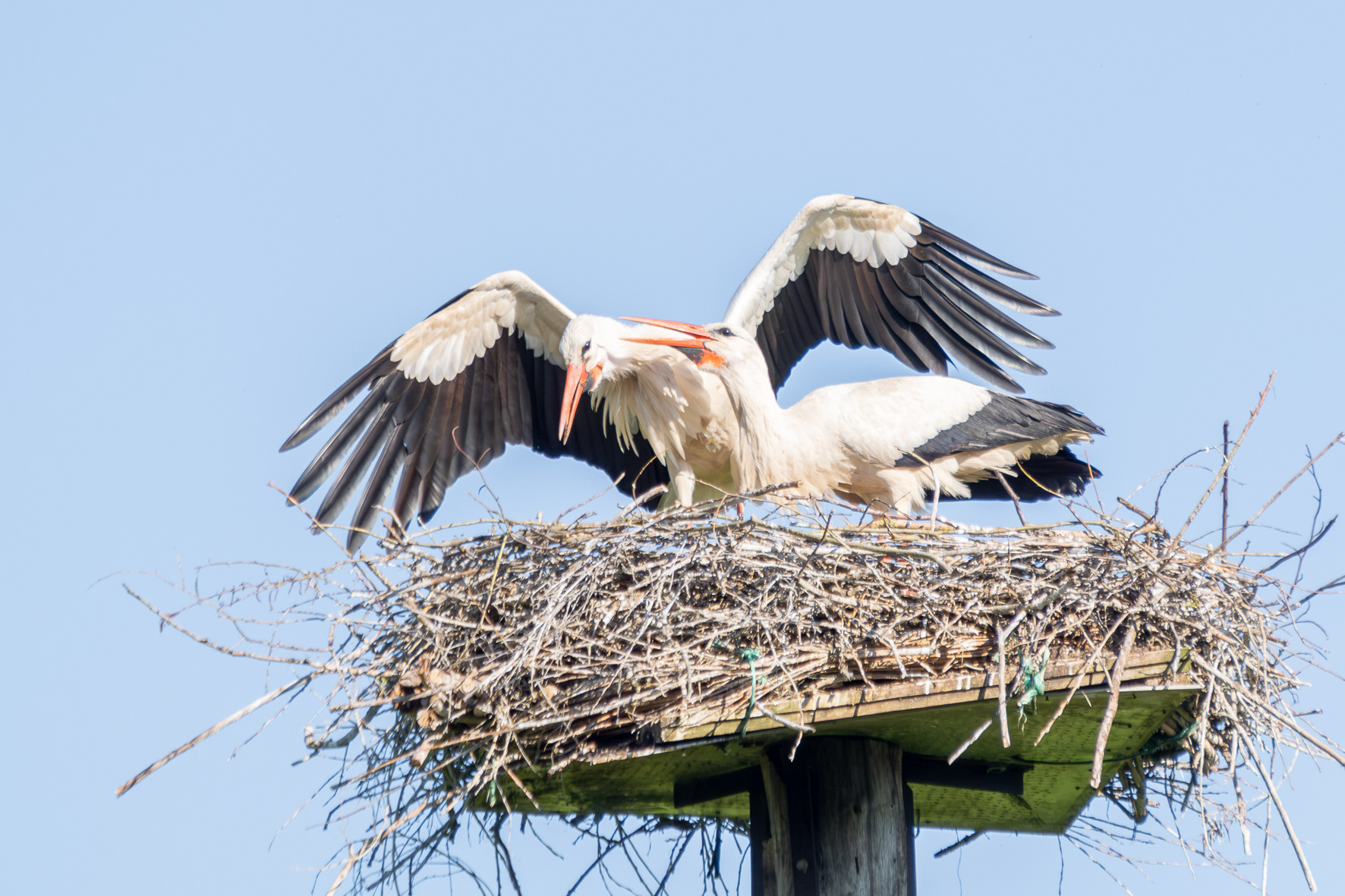 Weißstorch (NSG Rieselfelder, NRW)