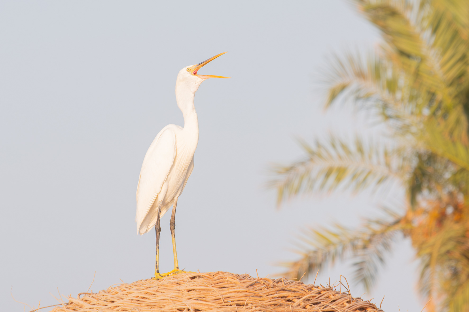 Küstenreiher (Marsa Alam, Egypt)