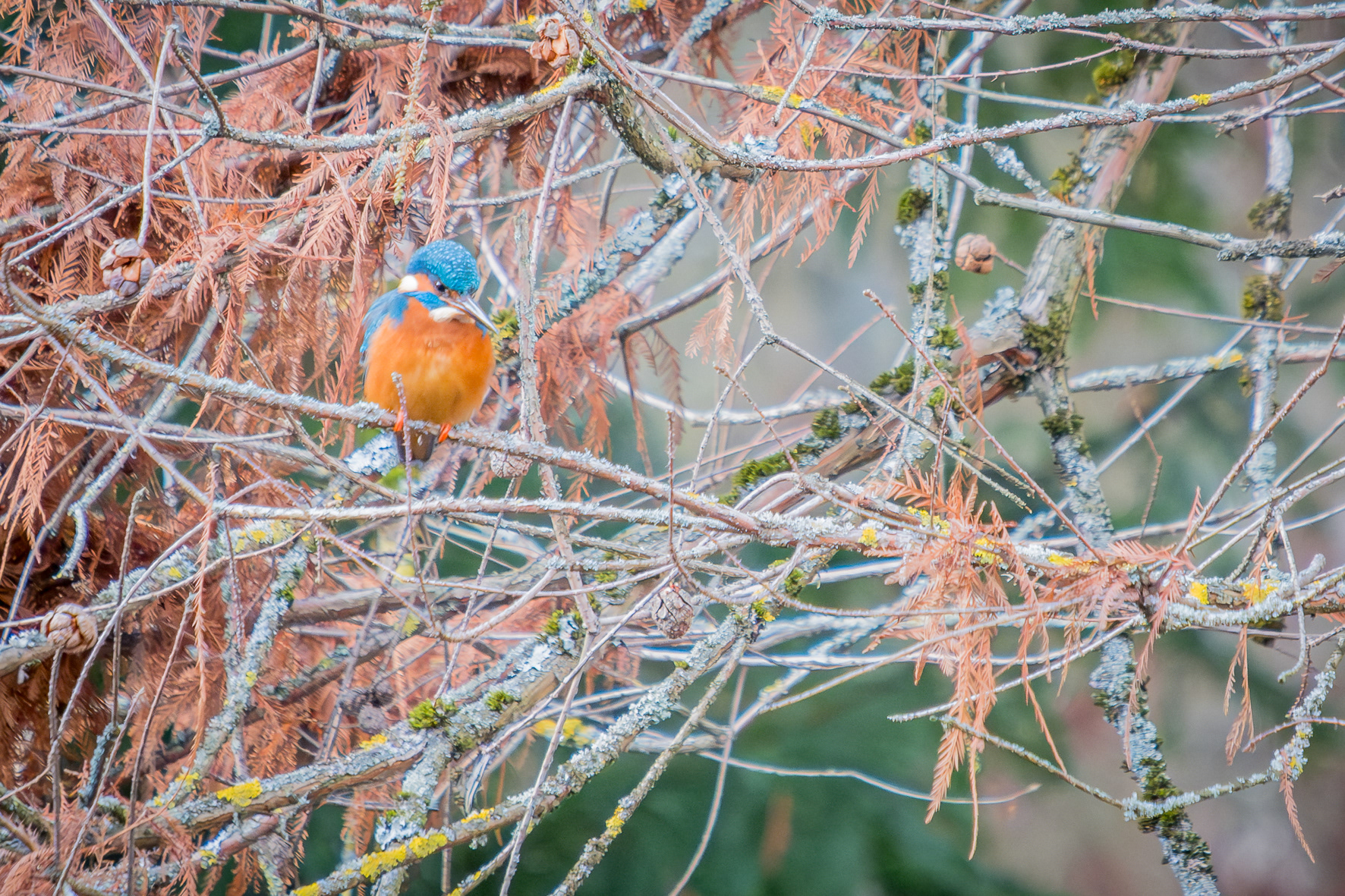Eisvogel (Hohenheim, BW)