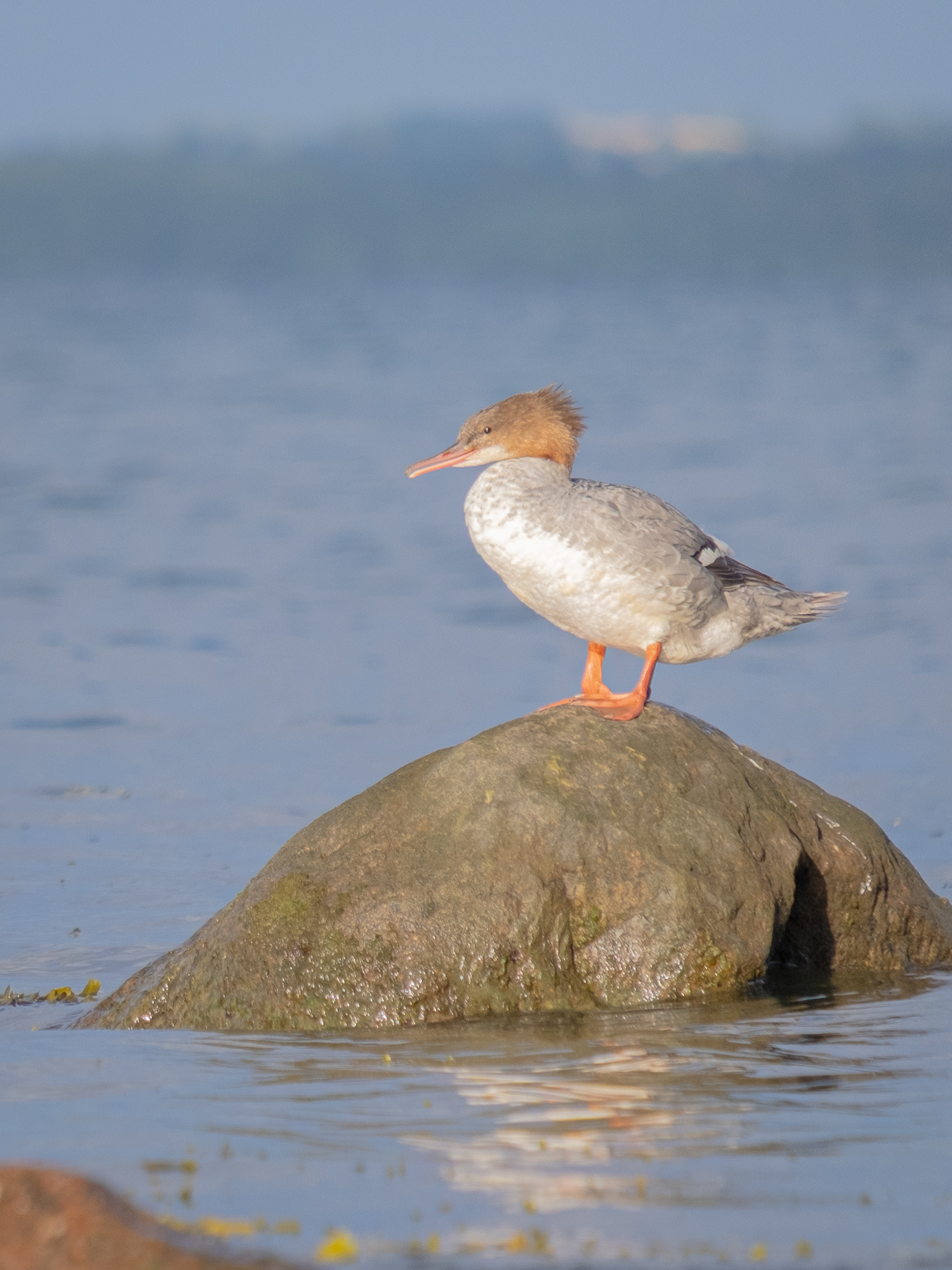 Gänsesäger (Travemünde, SH)