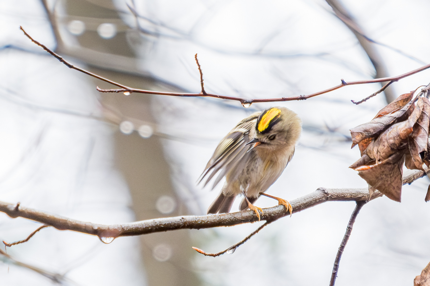 Wintergoldhähnchen (Villewälder, NRW)