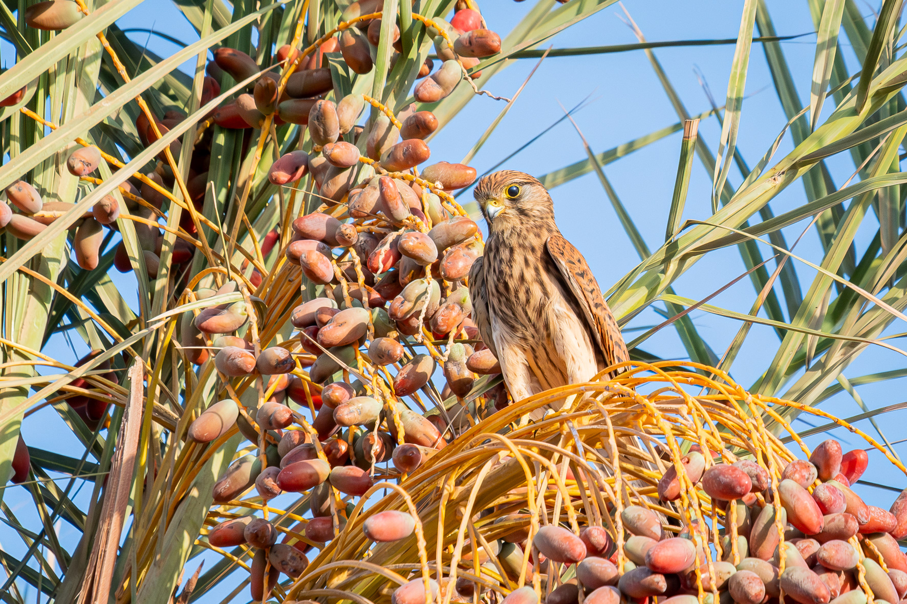Lesser Kestrel (Marsa Alam, Egypt)