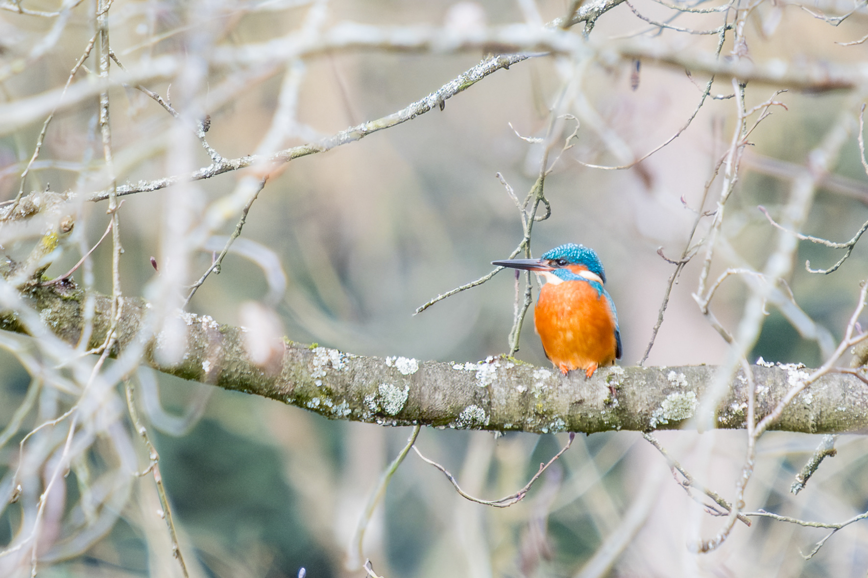 Eisvogel (Hohenheim, BW)