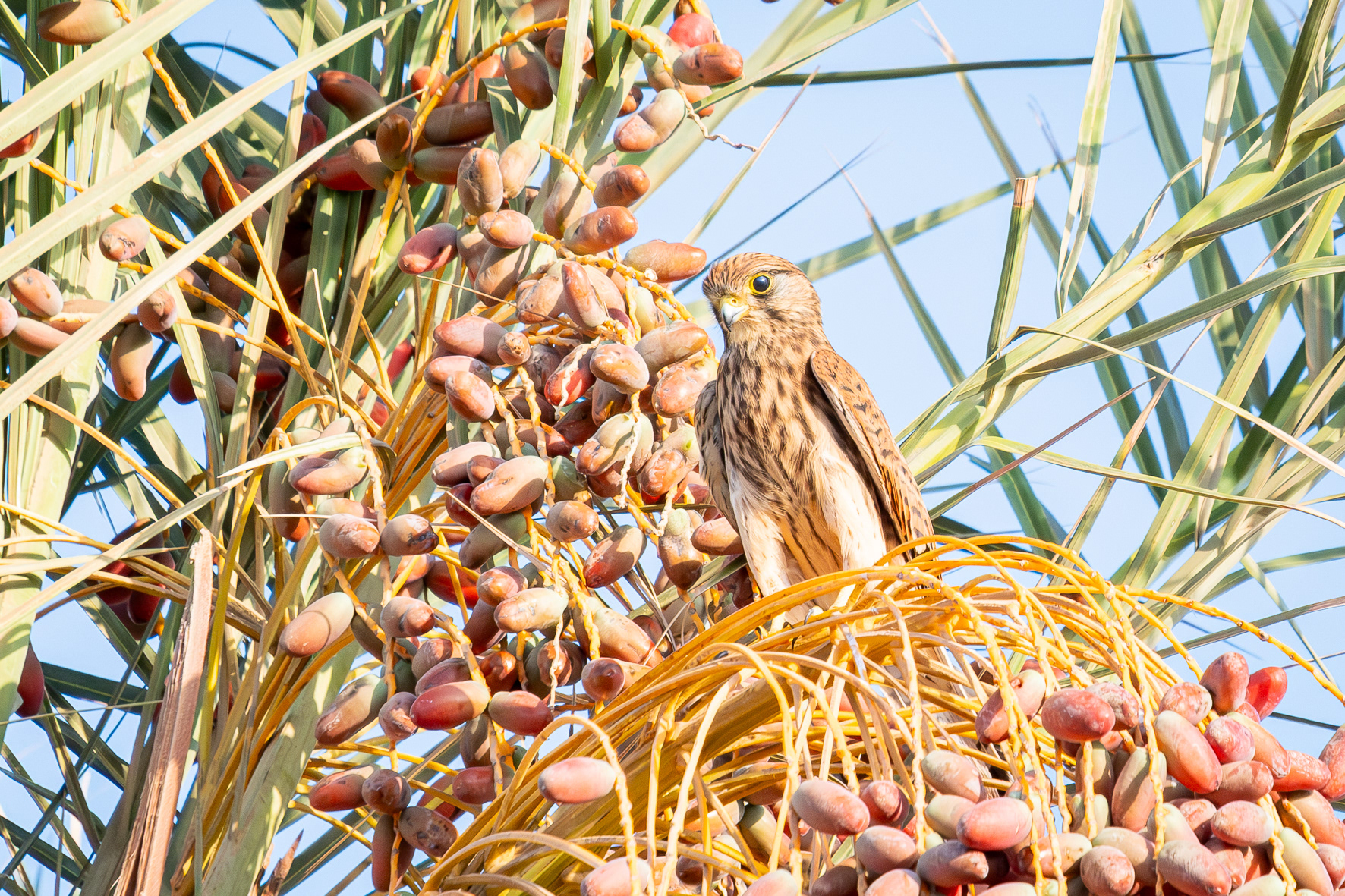 Lesser Kestrel (Marsa Alam, Egypt)