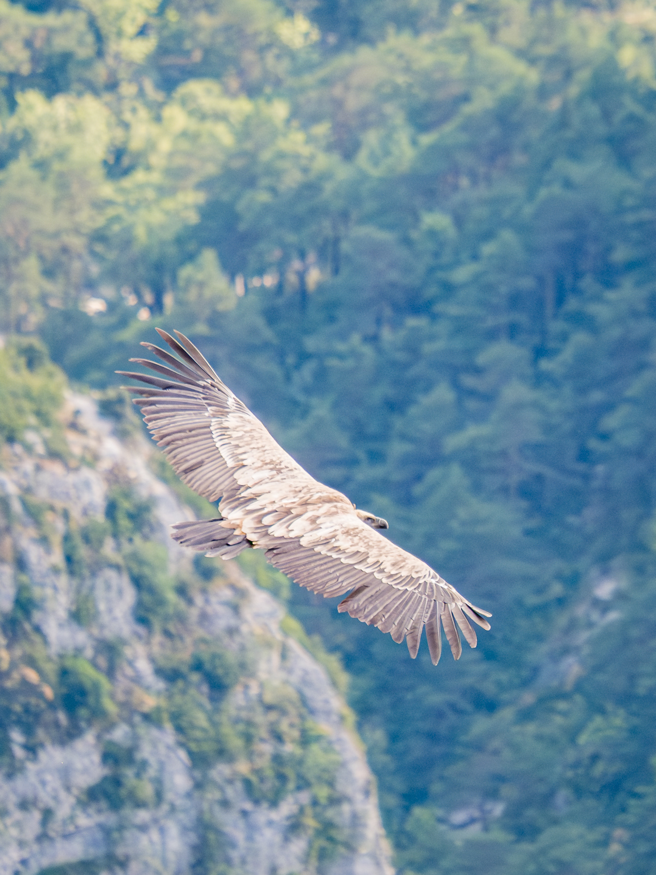Gänsegeier (Rougon, F)