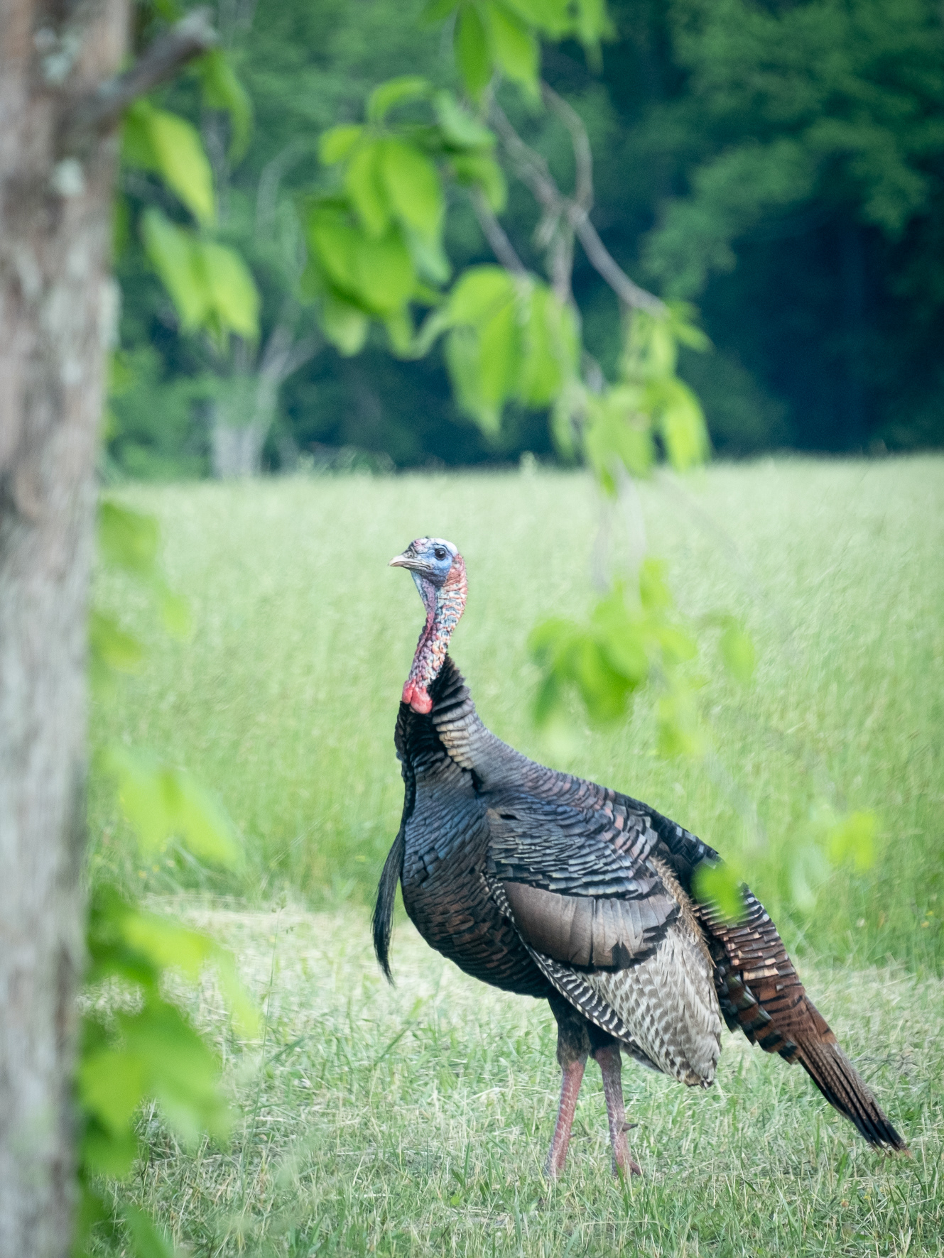 Truthahn (Smokey Mountains, U.S.A.)