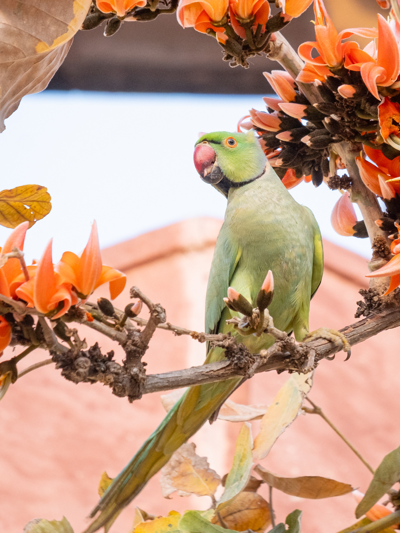 Halsbandsittich (Pushkar, India)