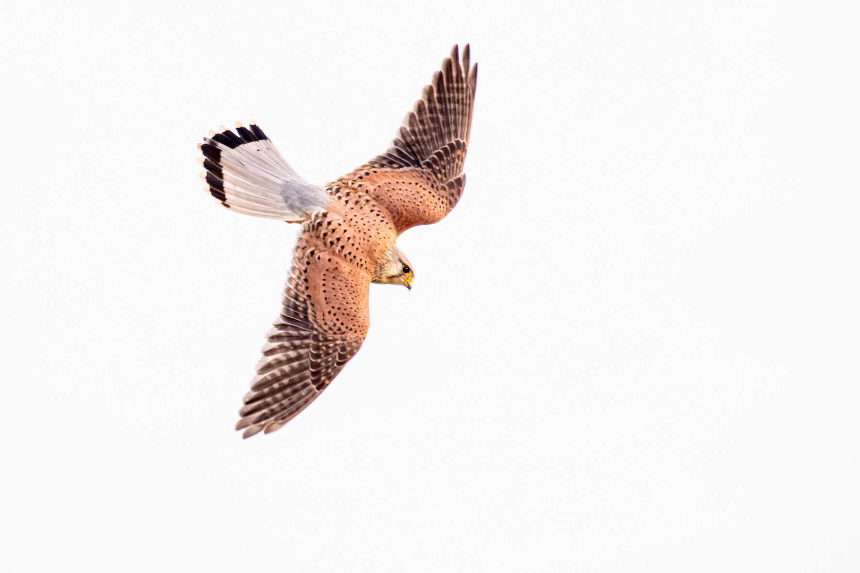 Turmfalke (Vorgebirge, NRW)
