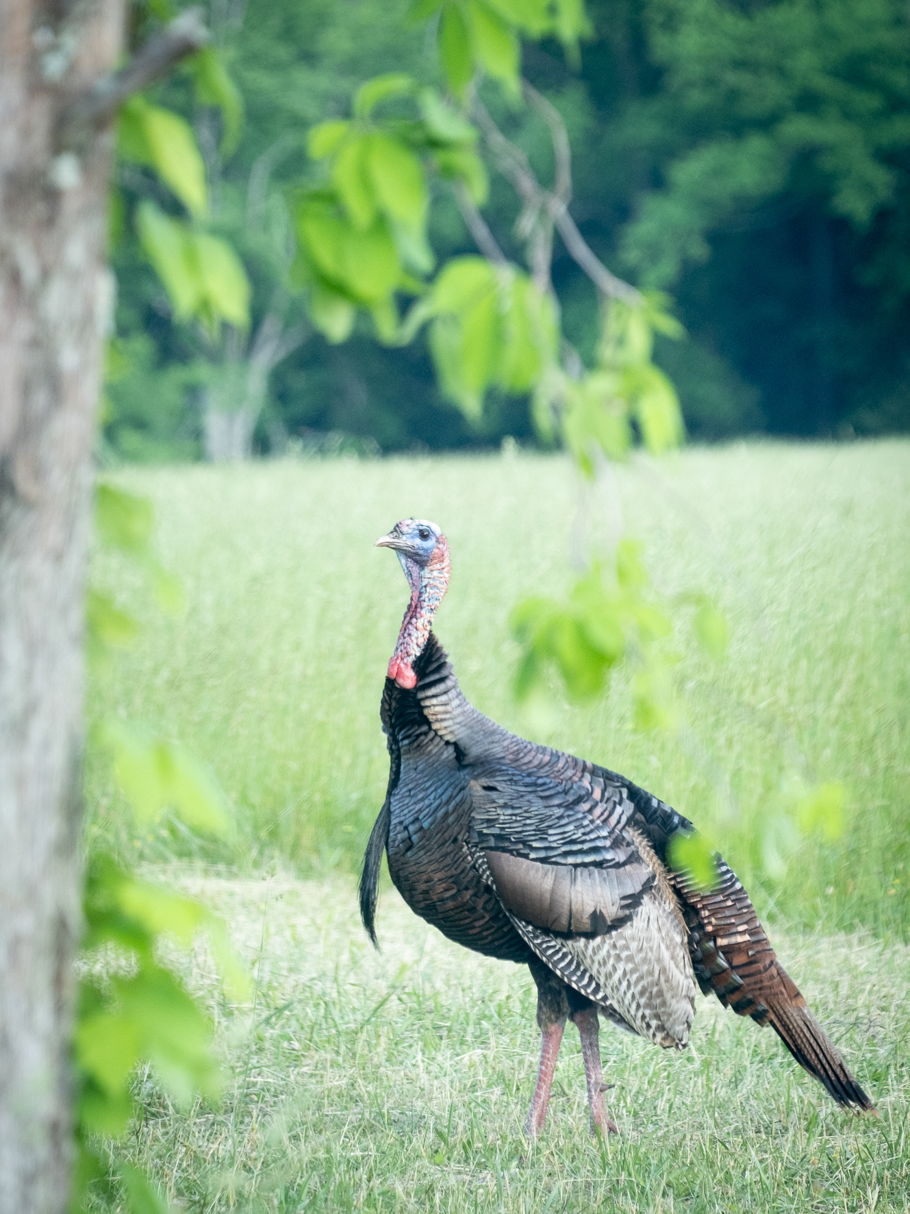 Truthahn (Smokey Mountains, U.S.A.)