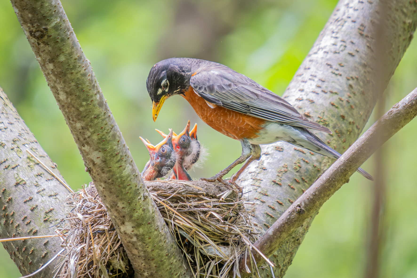 American Robin (NY, U.S.A.)