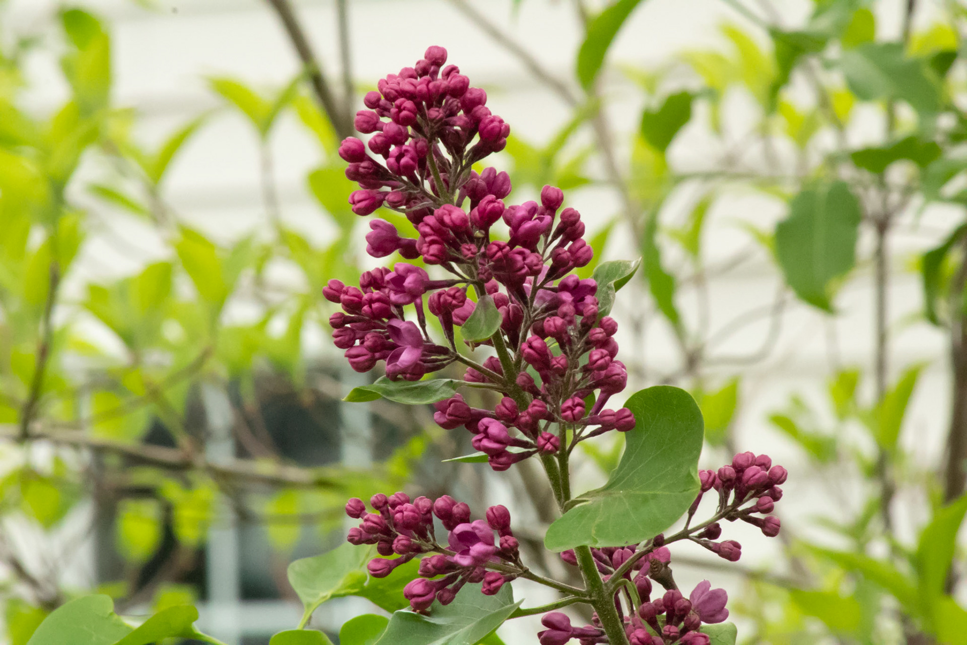 May 12, 2019 - Lilac blossoming in the pring
