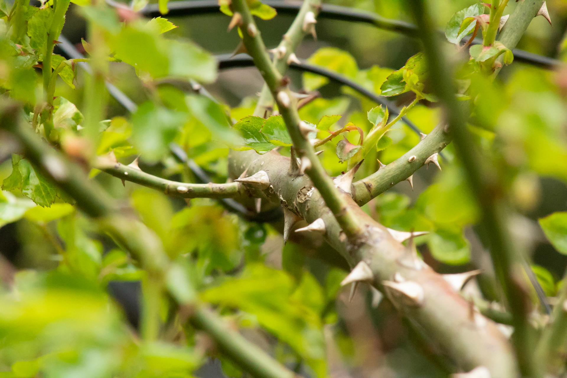 May 12, 2019 - I love close up photography, it's fun to get angles you don't normally get to see because of your size or where you stand.