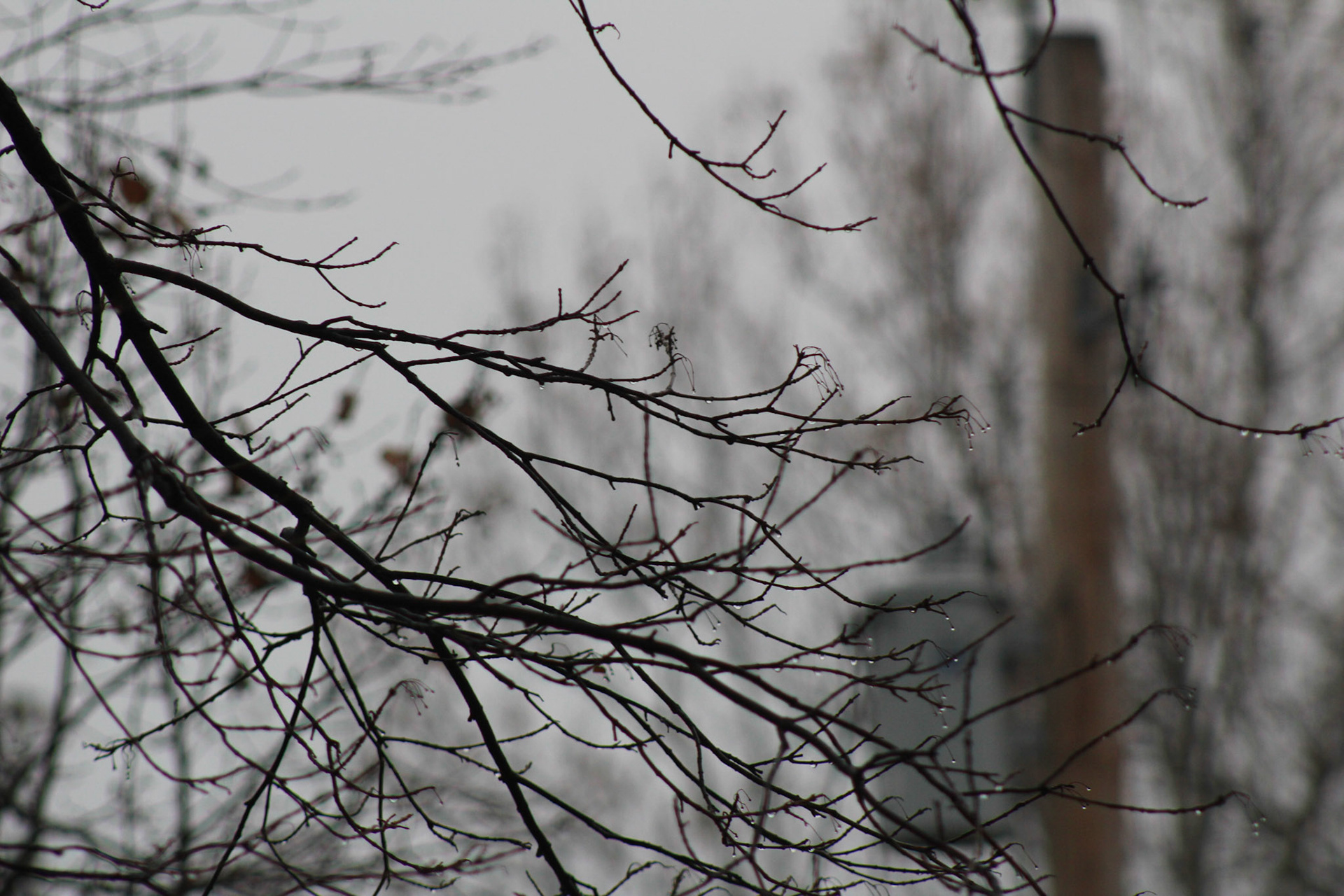 December 22, 2017 - Trees during a quiet winter day out front of our house.