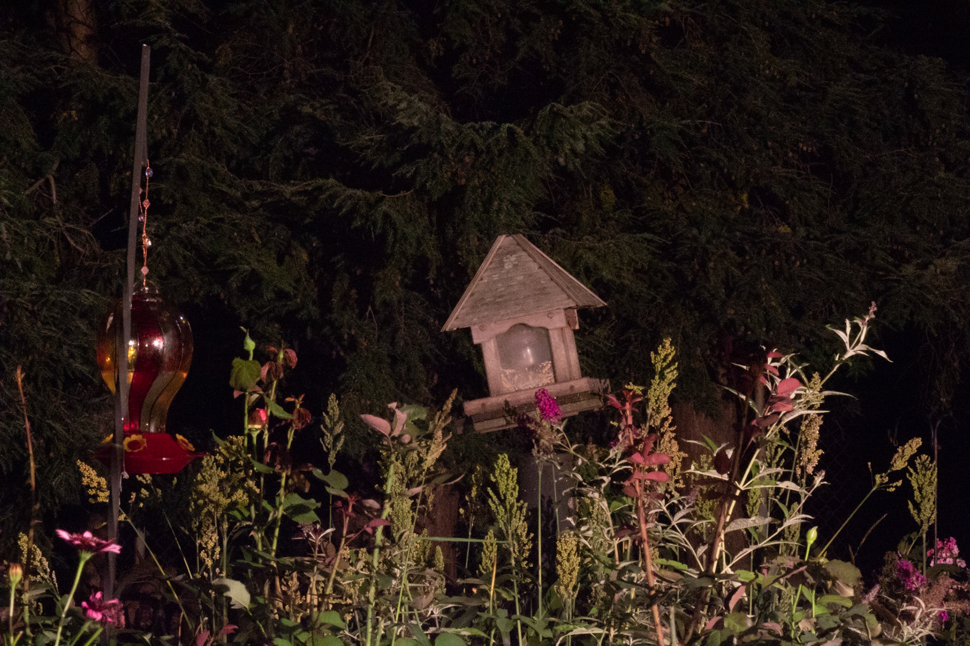 August 23, 2018 - Photo of backyard and birdhouse. This is a long exposure photo, it was actually very dark out.