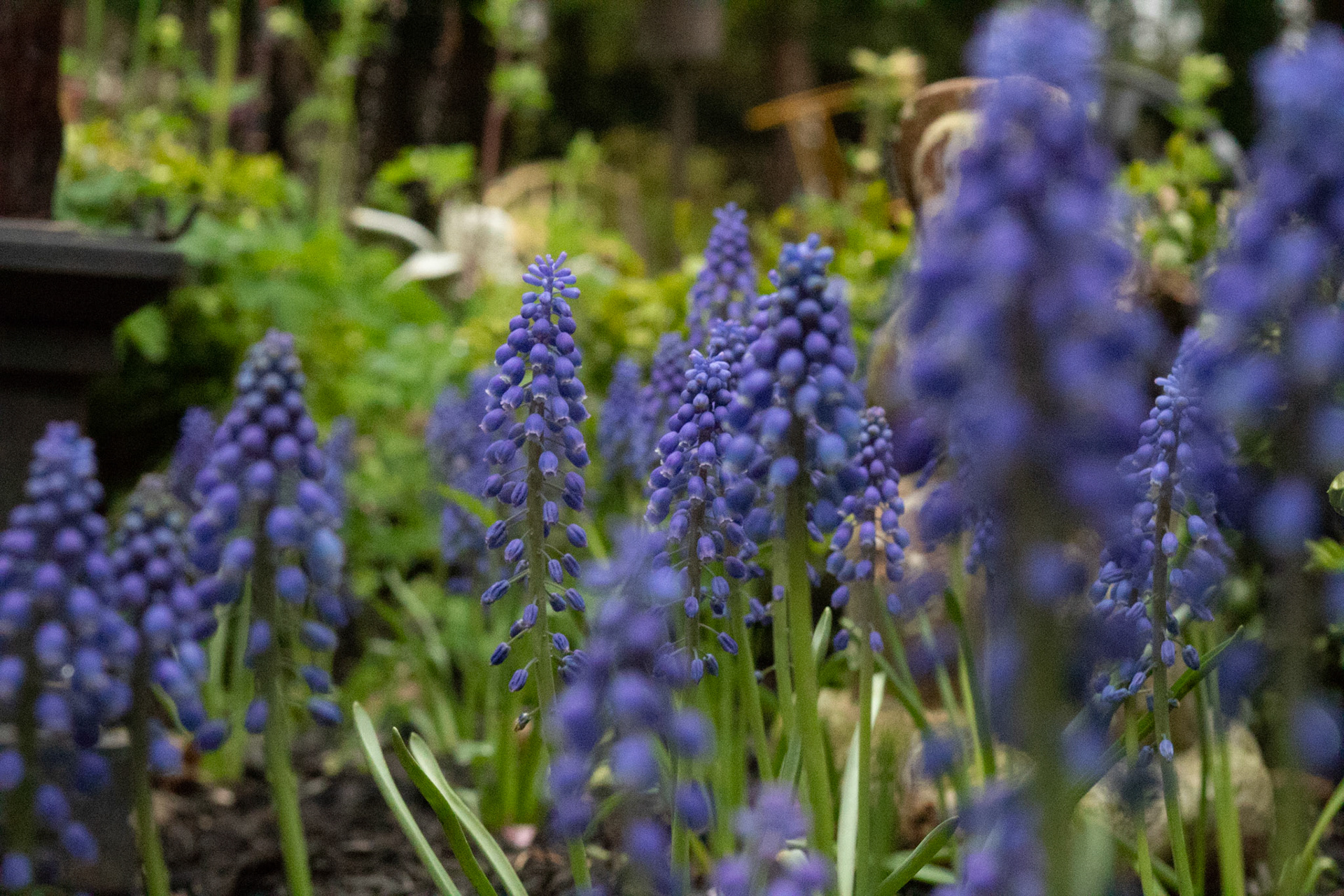 May 12, 2019 - Hyacinth flowers around the patio