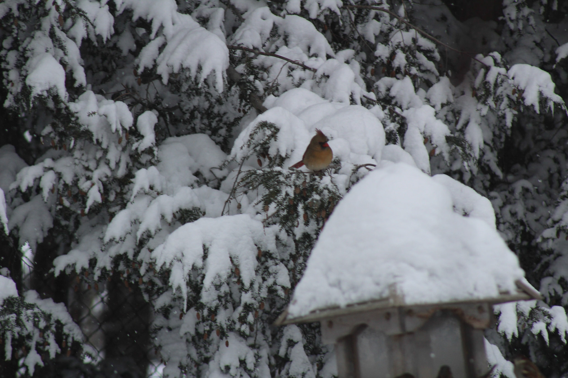 December 26, 2017 - Female Cardinal, in the trees behind our house.