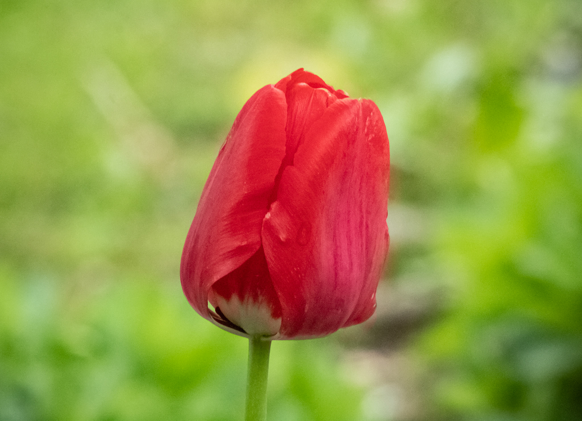 May 12, 2019 - Tulip ready to bloom