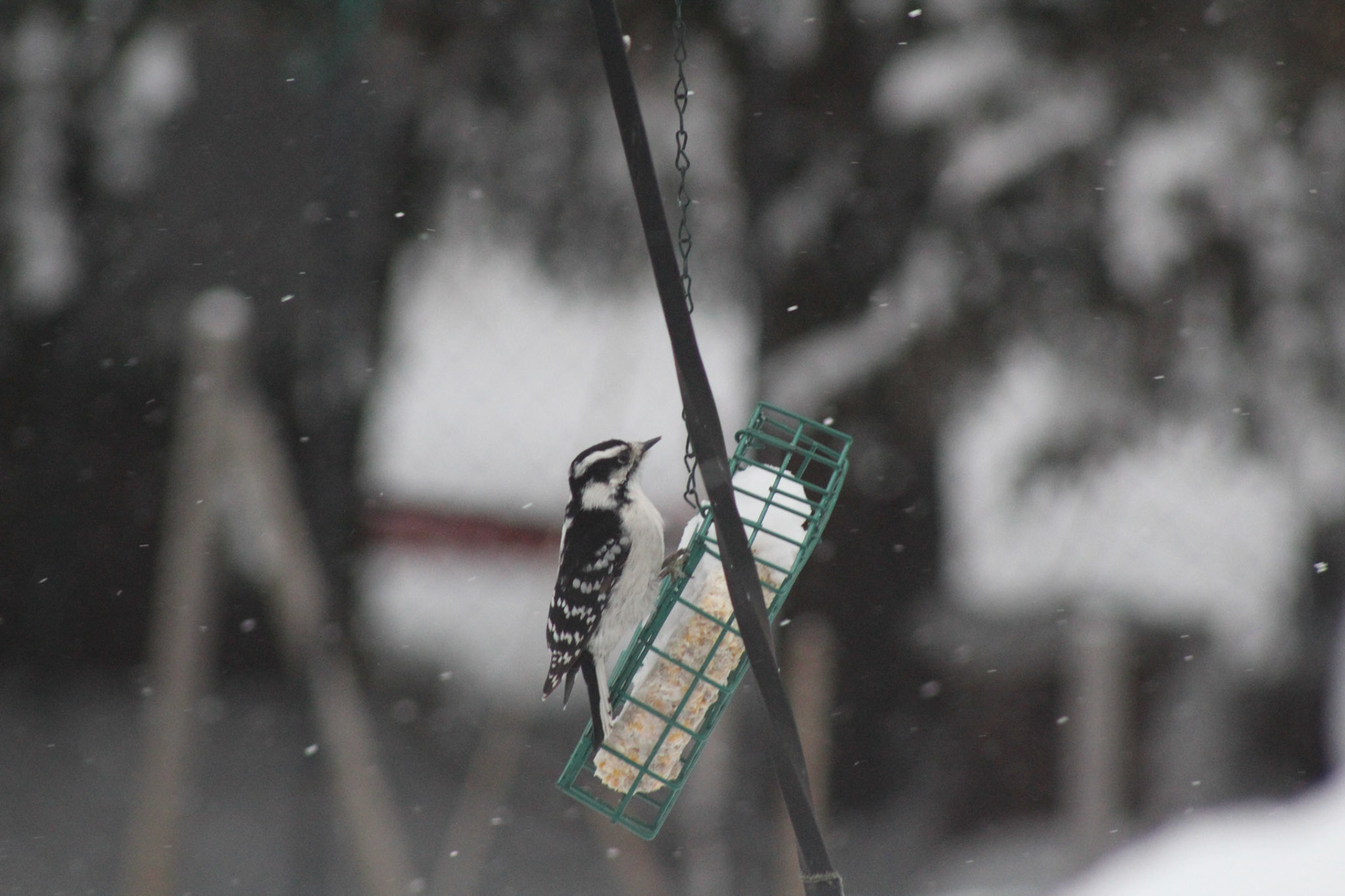 December 26, 2017 - The woodpecker, happy he found a suet cake.