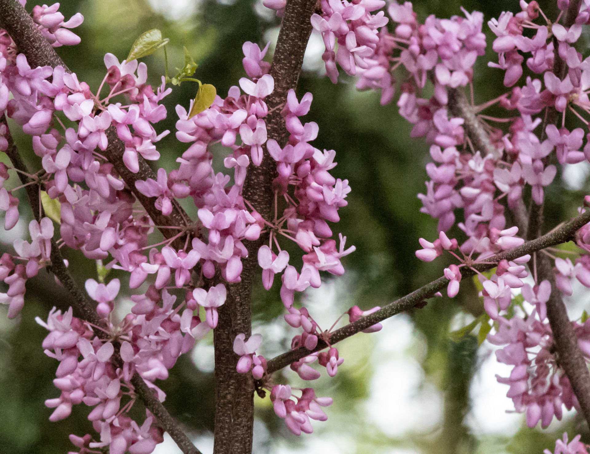 May 12, 2019 - Beautiful and ornate Eastern Redbud tree