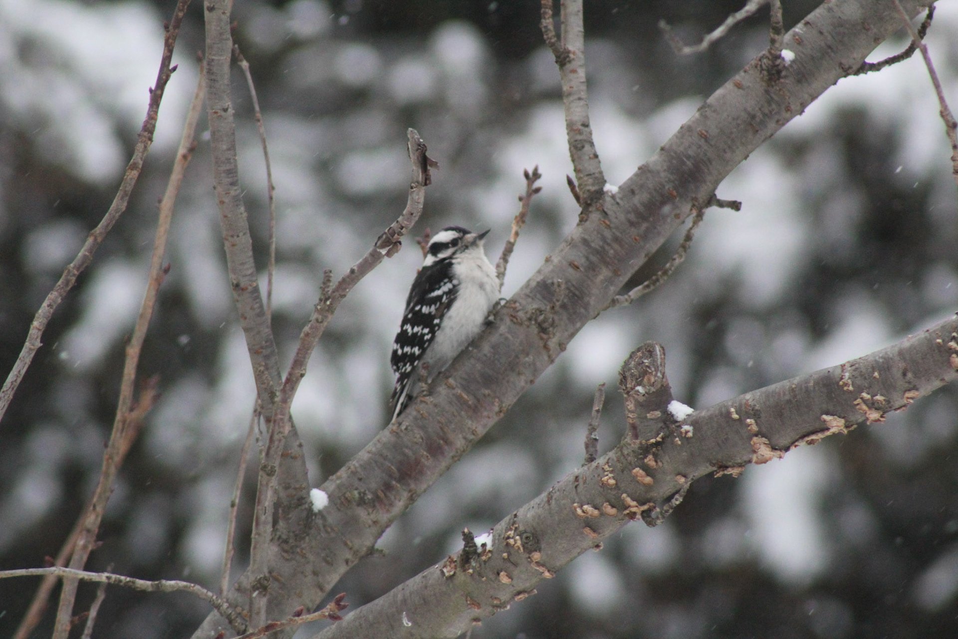 December 26, 2017 - The woodpecker is hard pressed to find any bugs here, honestly. 