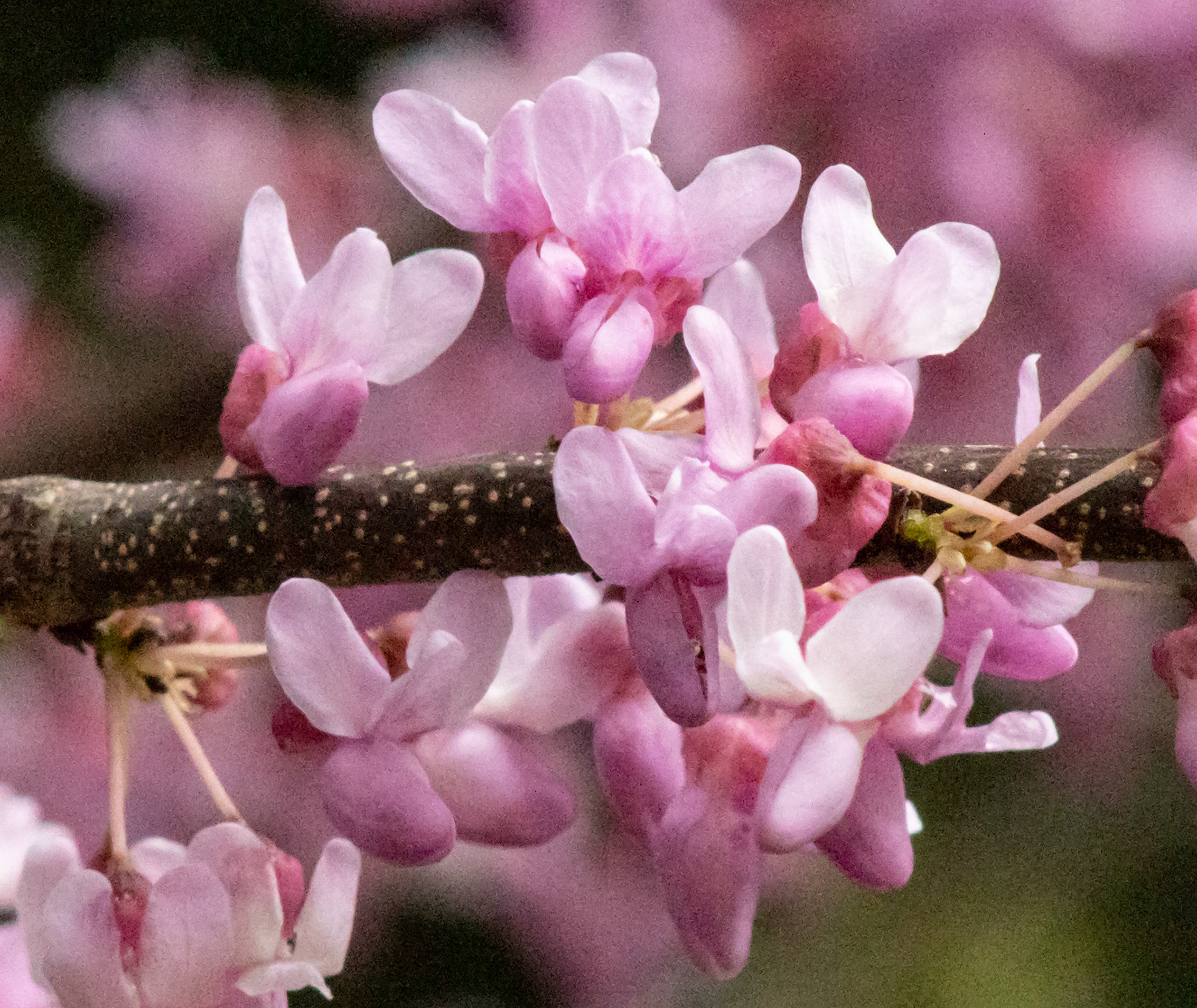 May 12, 2019 - More closeups of the Eastern Redbud tree. you can see the light depth and subsurface scattering in the petals.