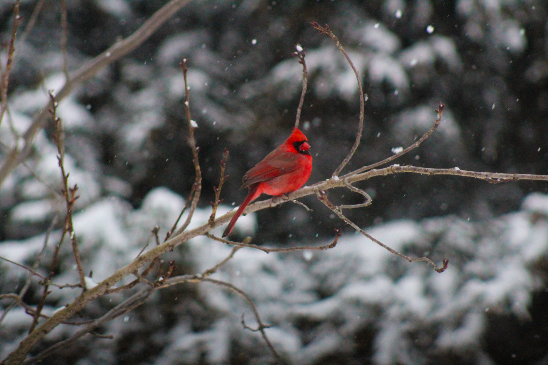 December 29, 2017 - Male Cardinal. The Cardinal is Ohio's state bird!