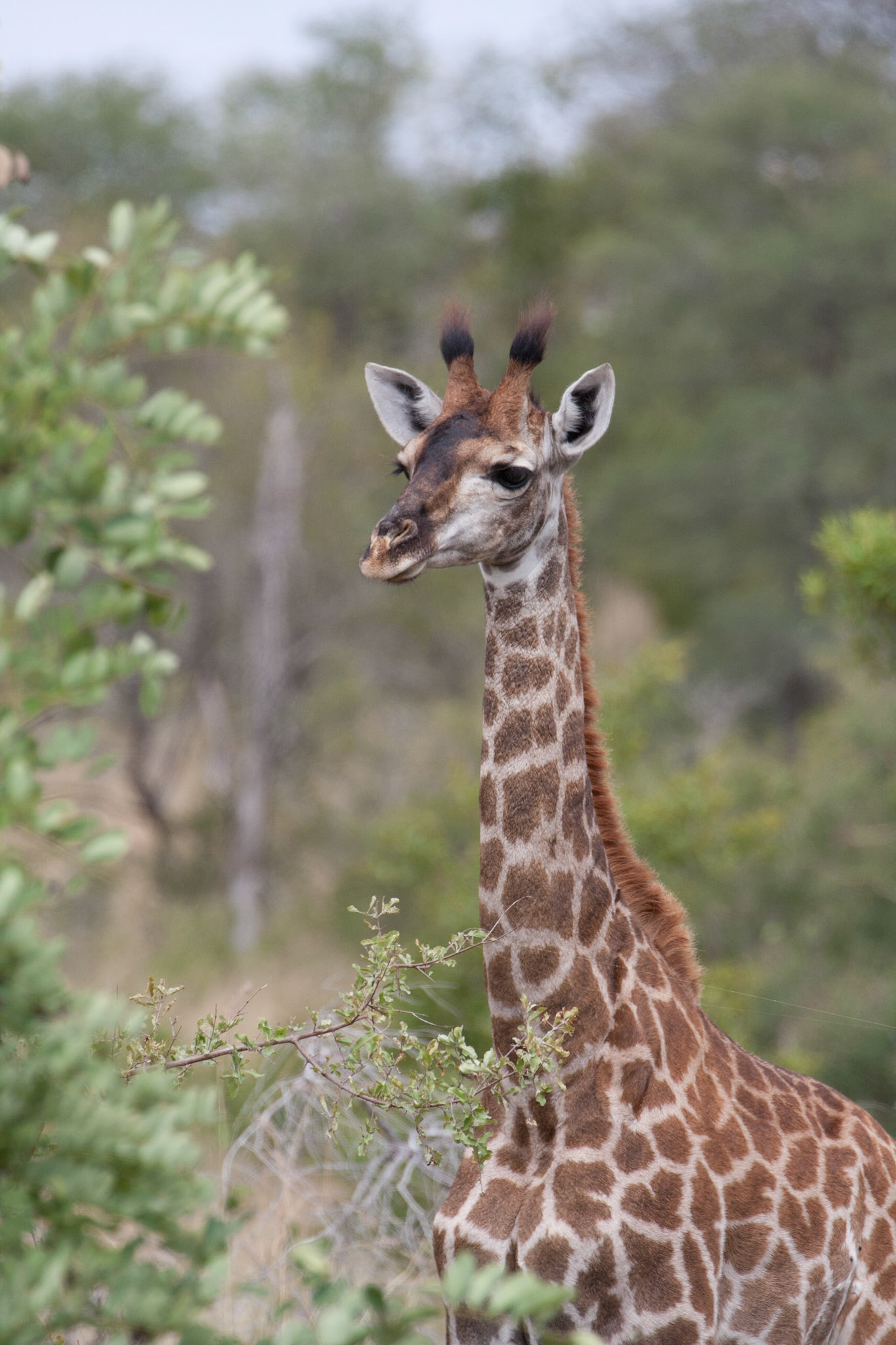 Baby giraffe
