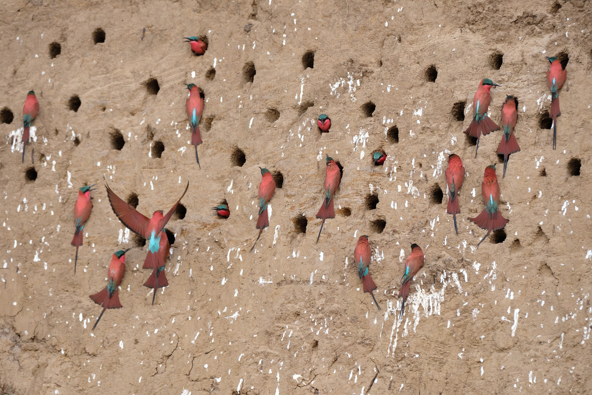 Carmine bee-eaters nesting in the sandbank