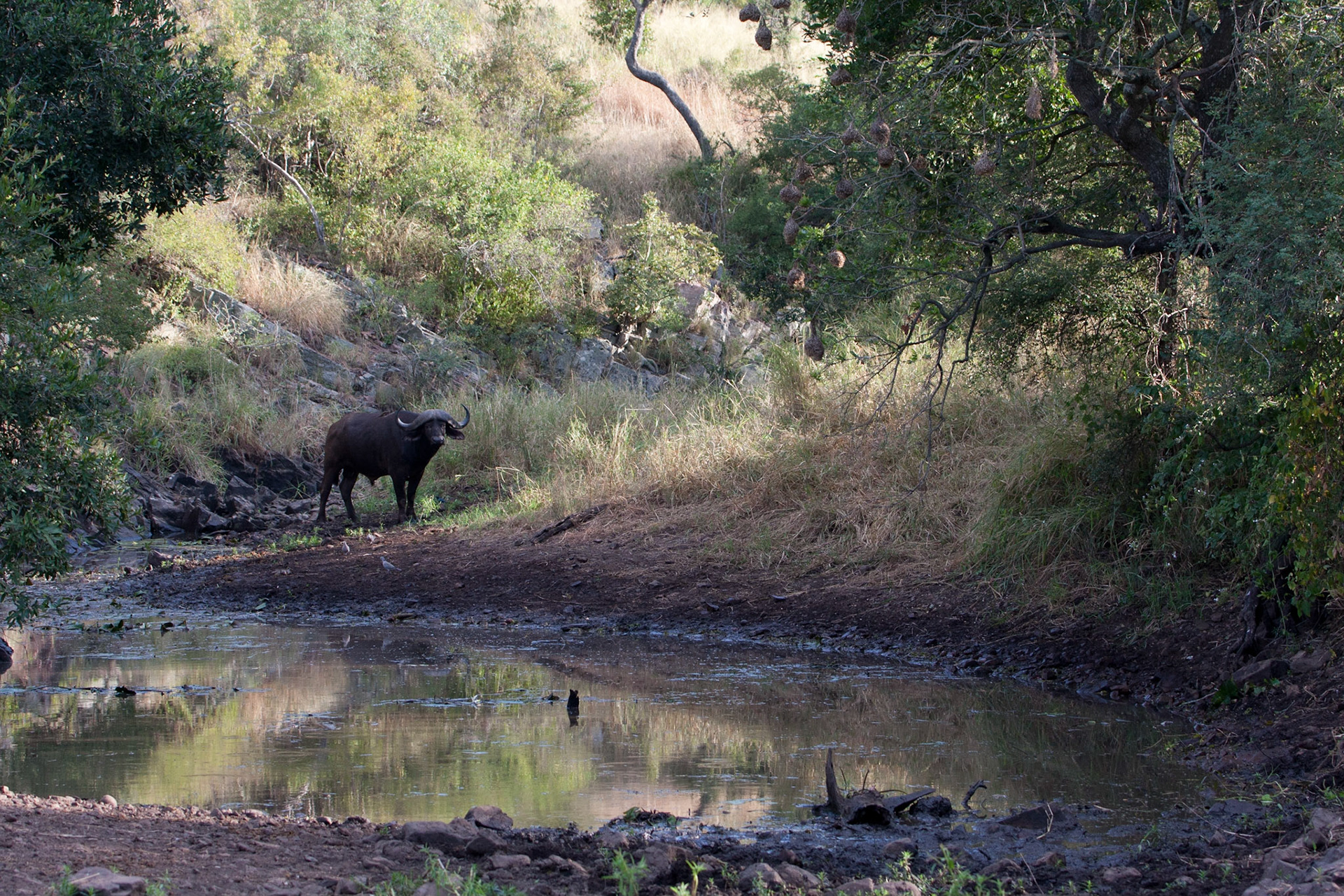 Buffalo